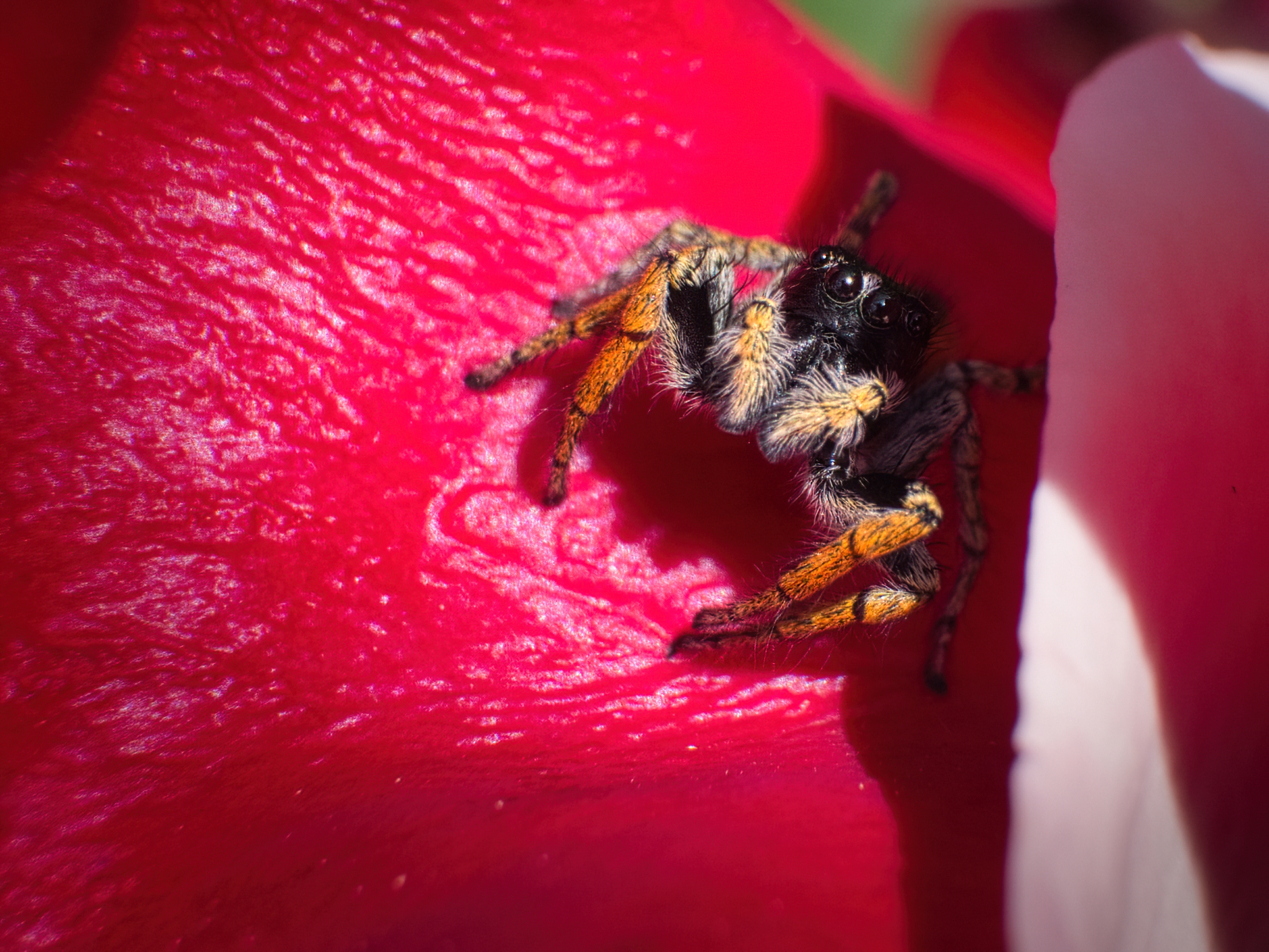 Male Philaeus chrysops