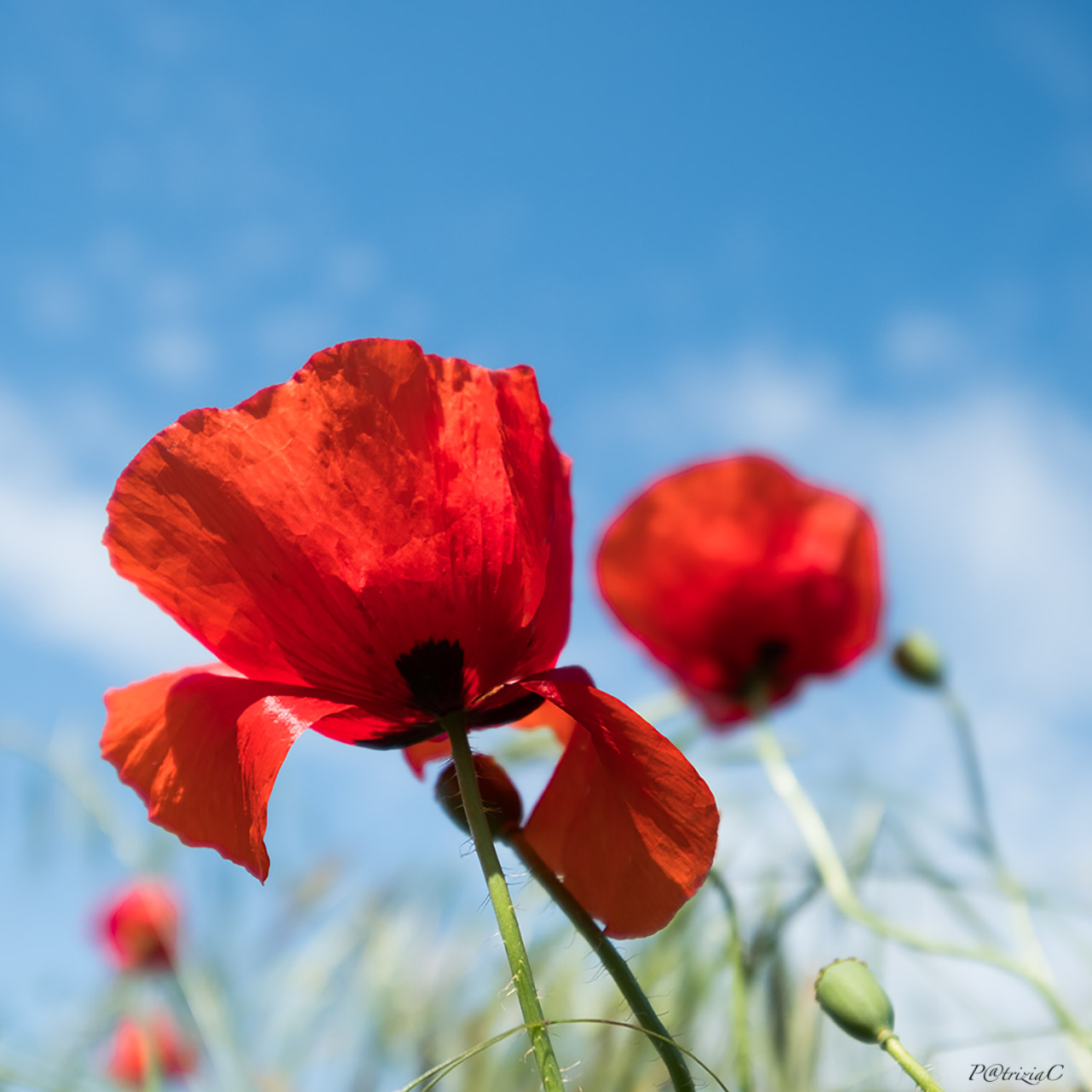 __poppies__