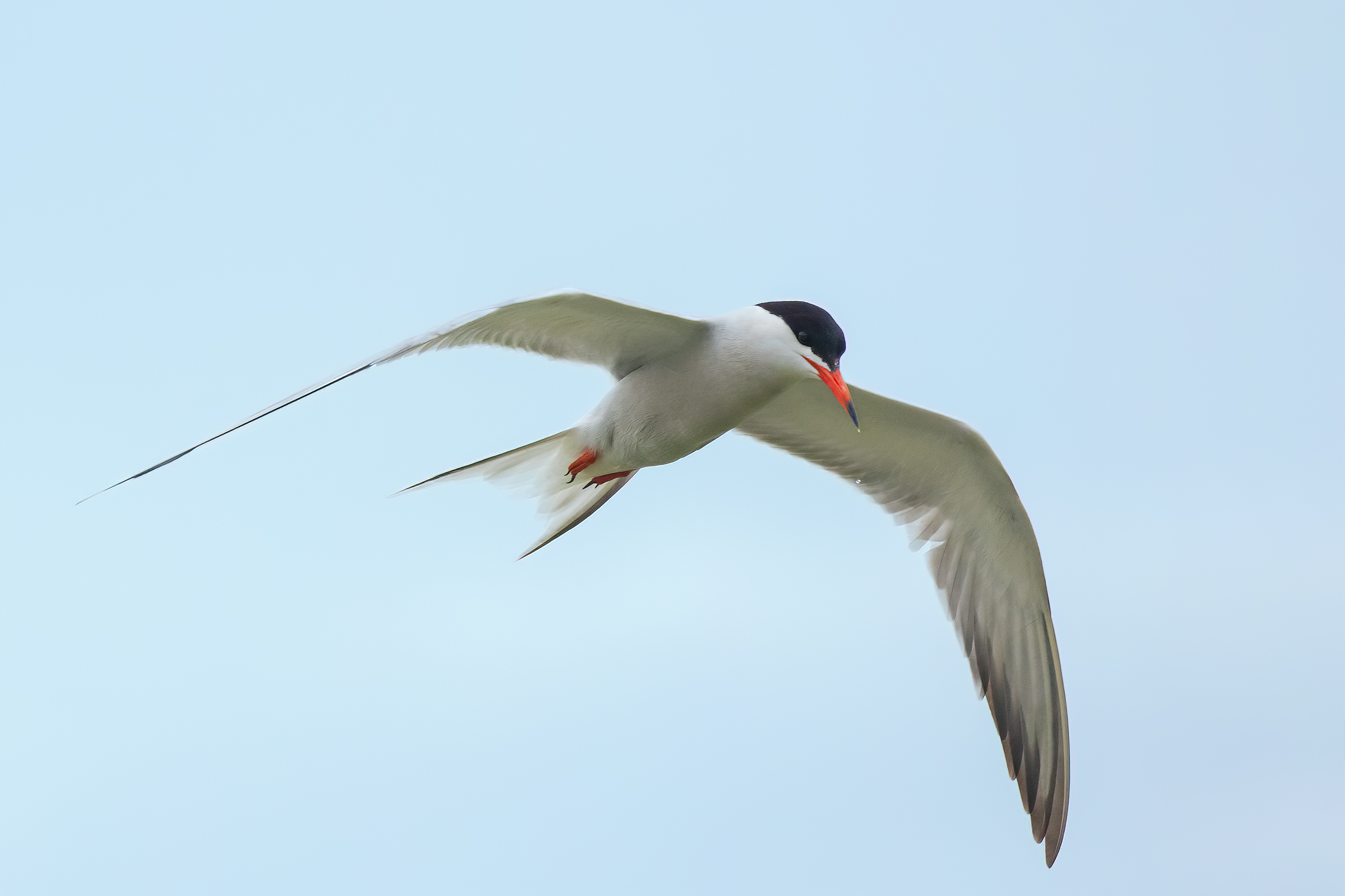 Sterna in Avvistamento