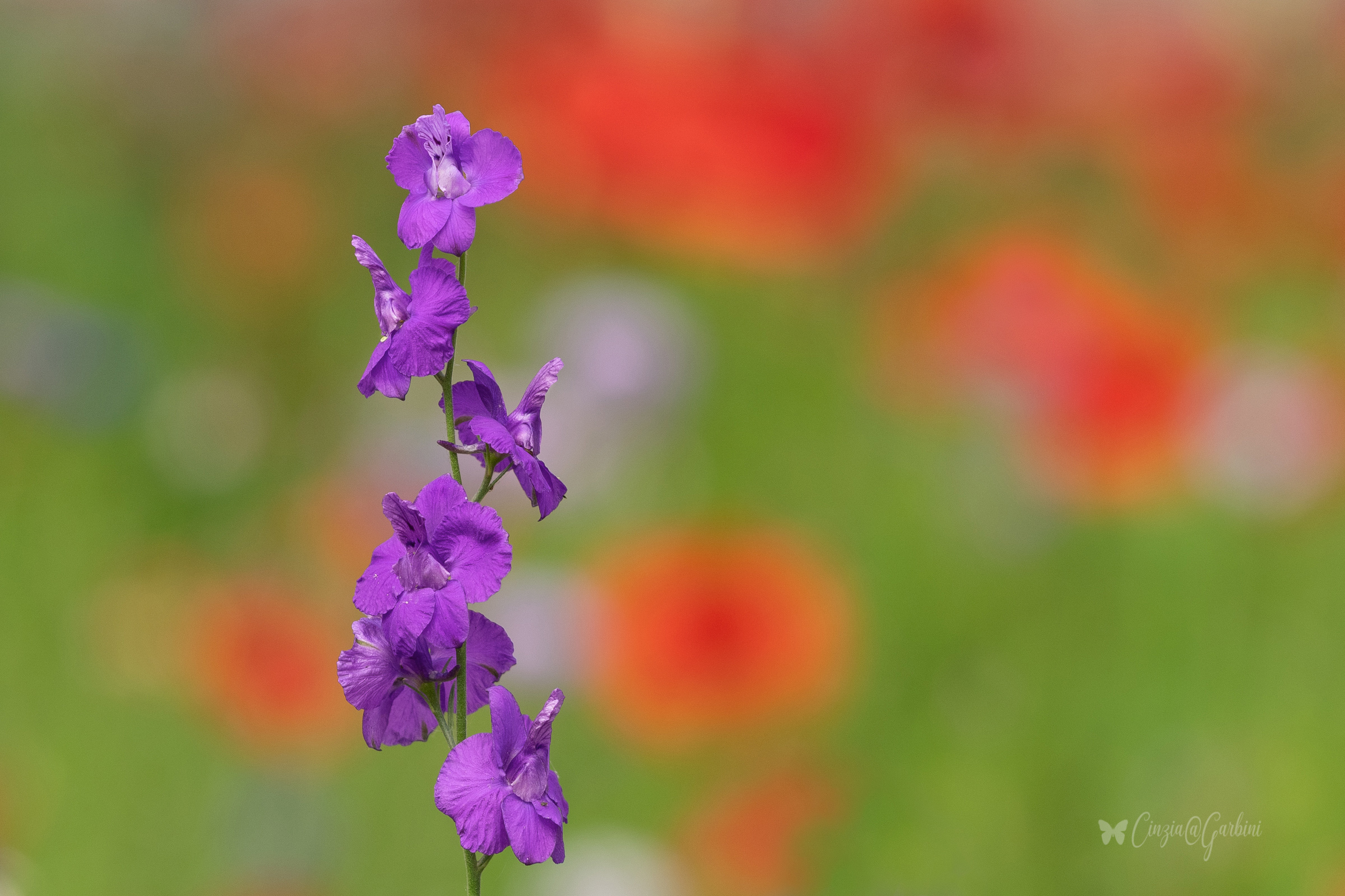 spontaneous orchid in milan