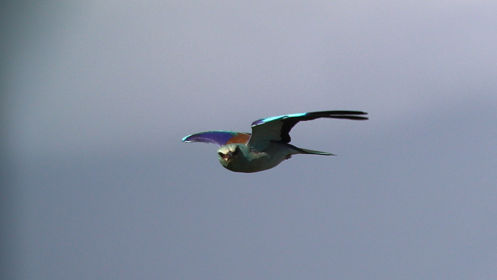 Marine jay in flight