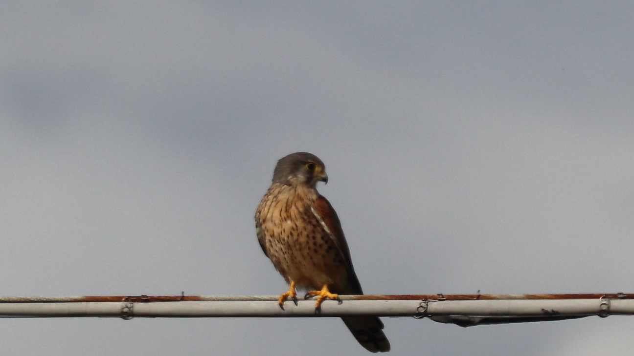 Falcon break hunting