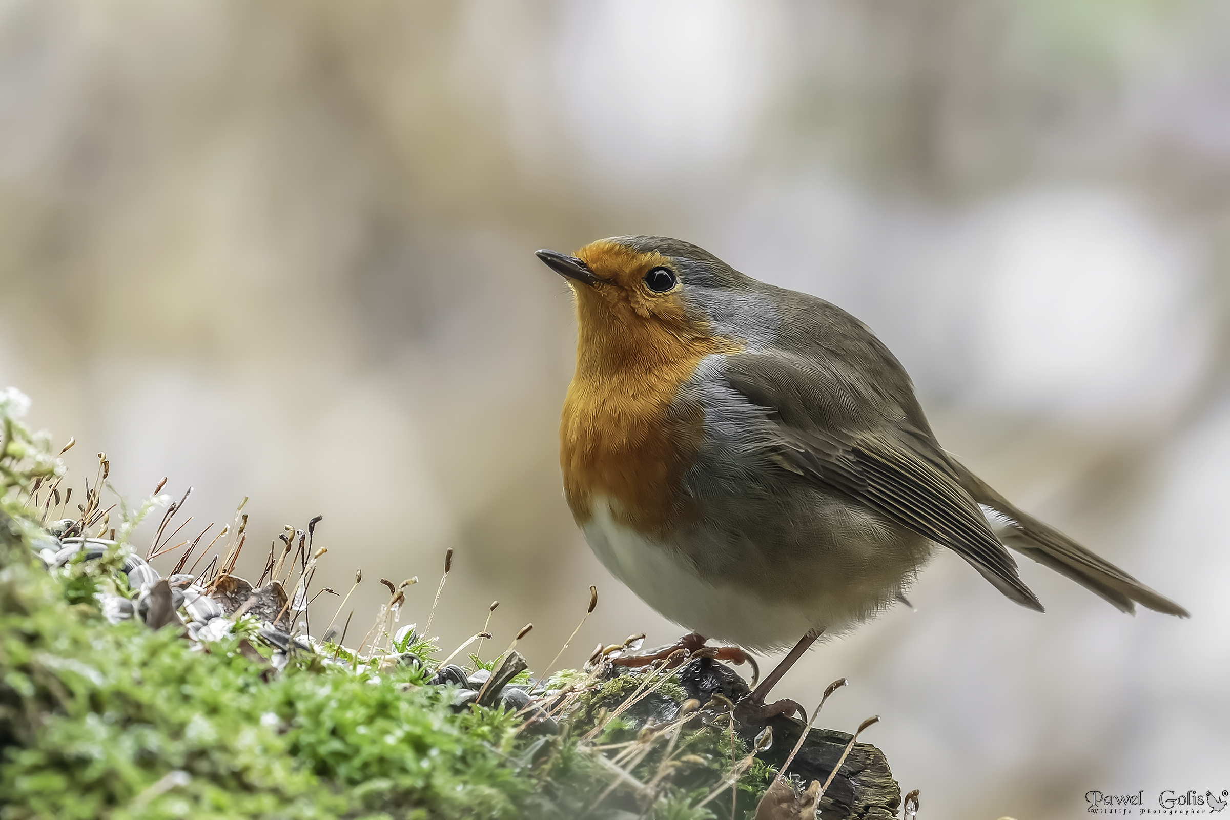 Pettirosso europeo (Erithacus rubecula)