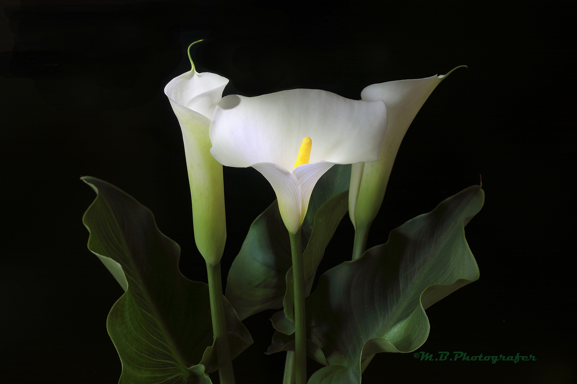 Le Calle del mio orticello