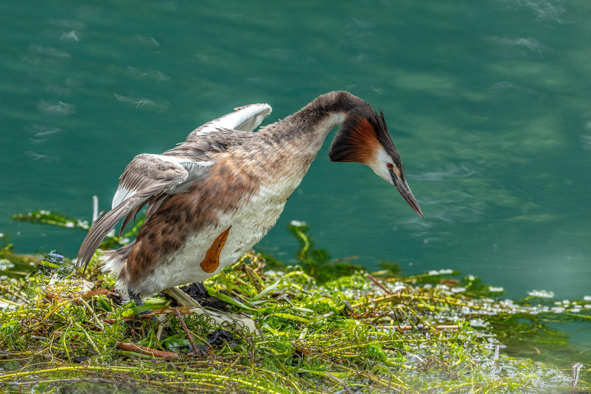 Nido di svassi in contesto antropizzato