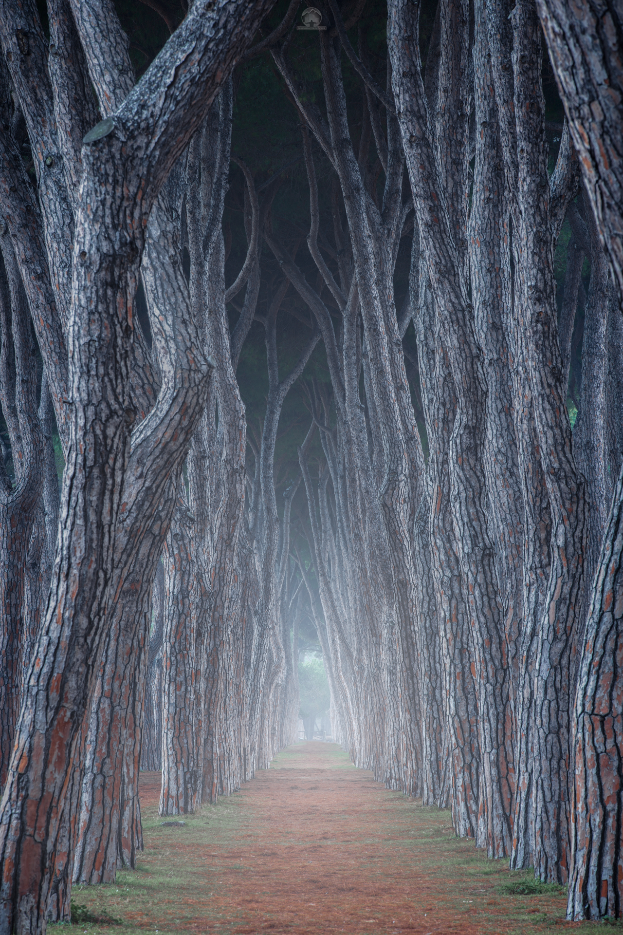 Natural Road, New Year