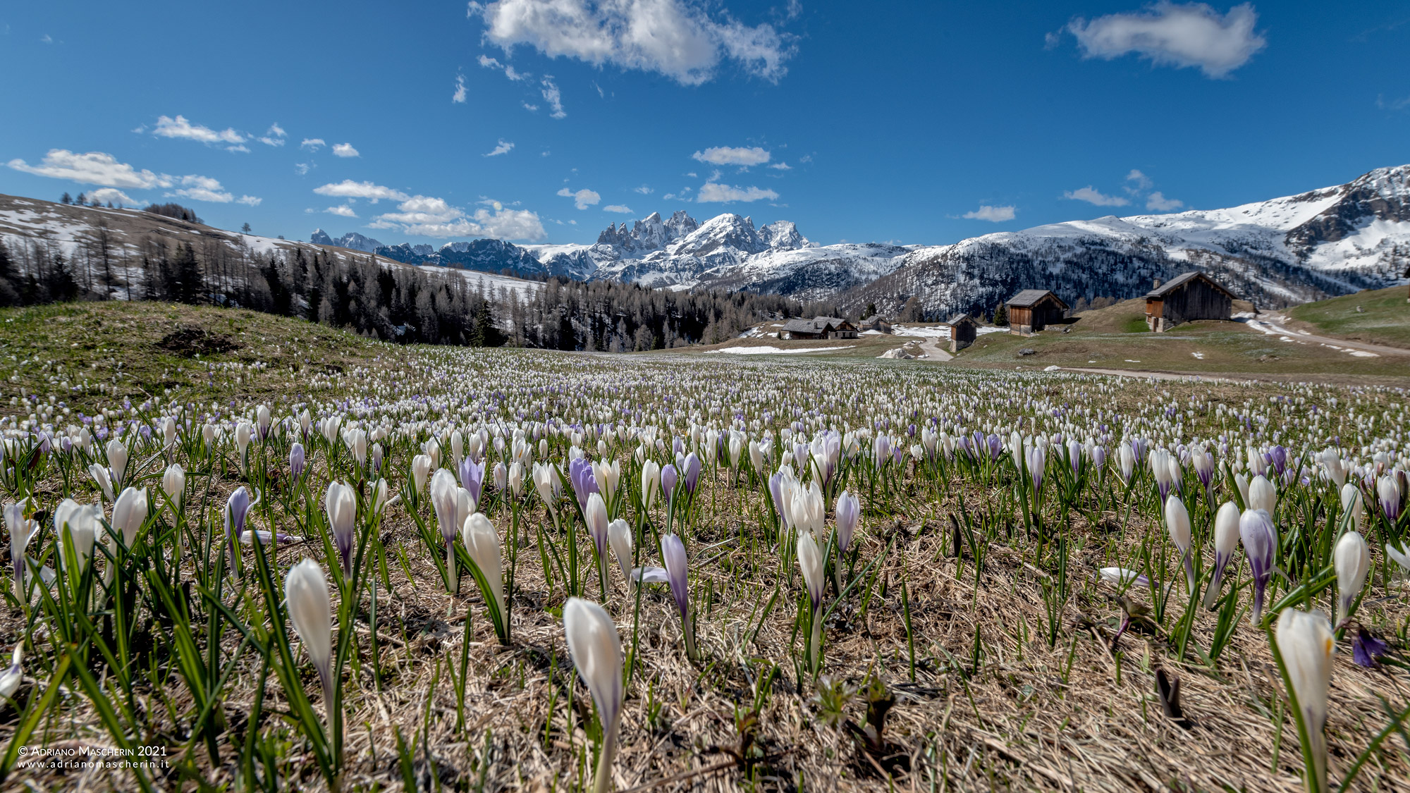 Fioritura nella conca di Larje