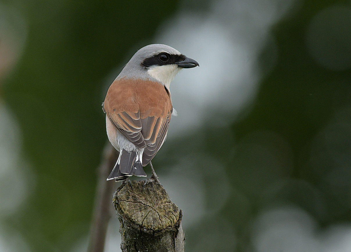averla piccola maschio