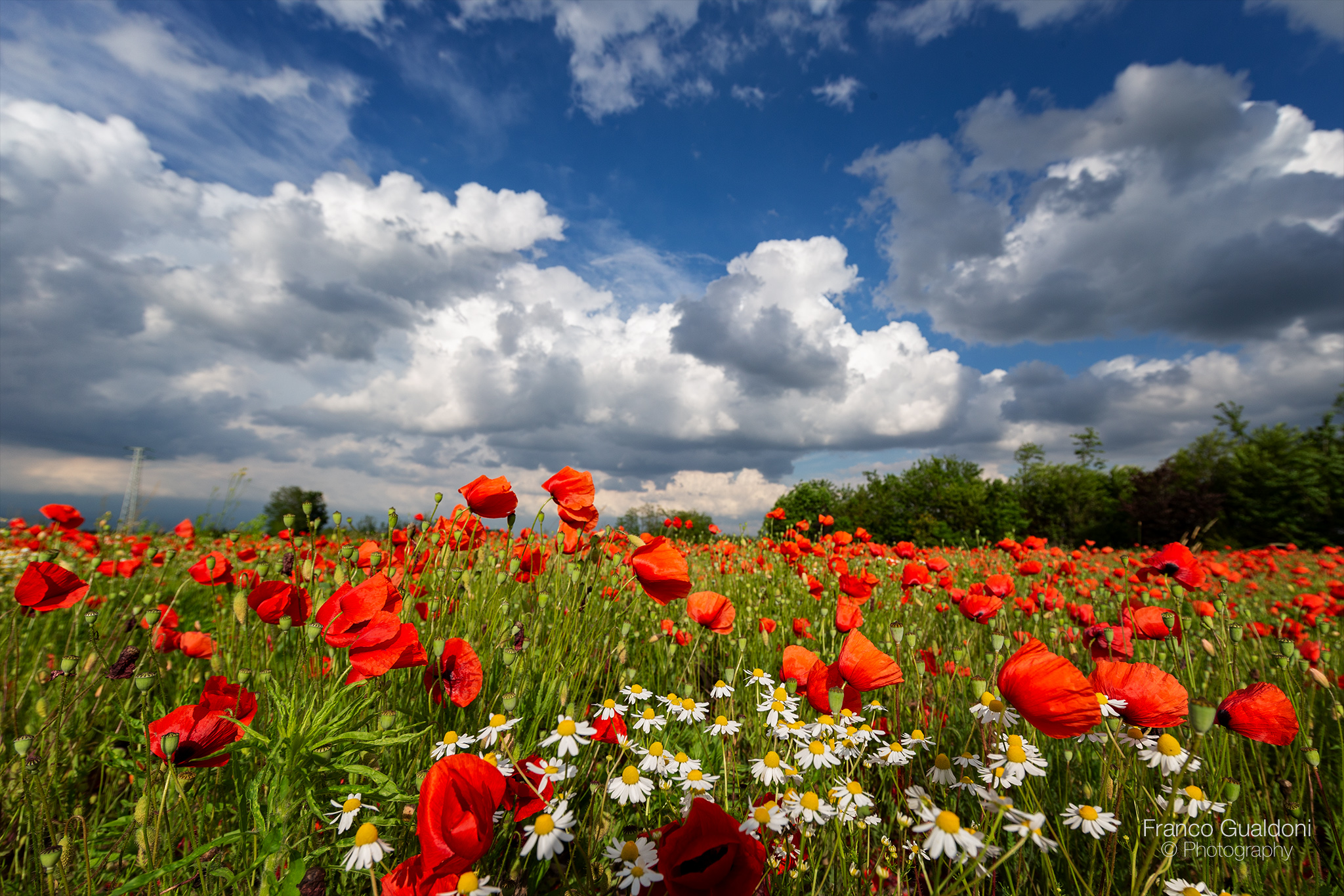 Poppy field...