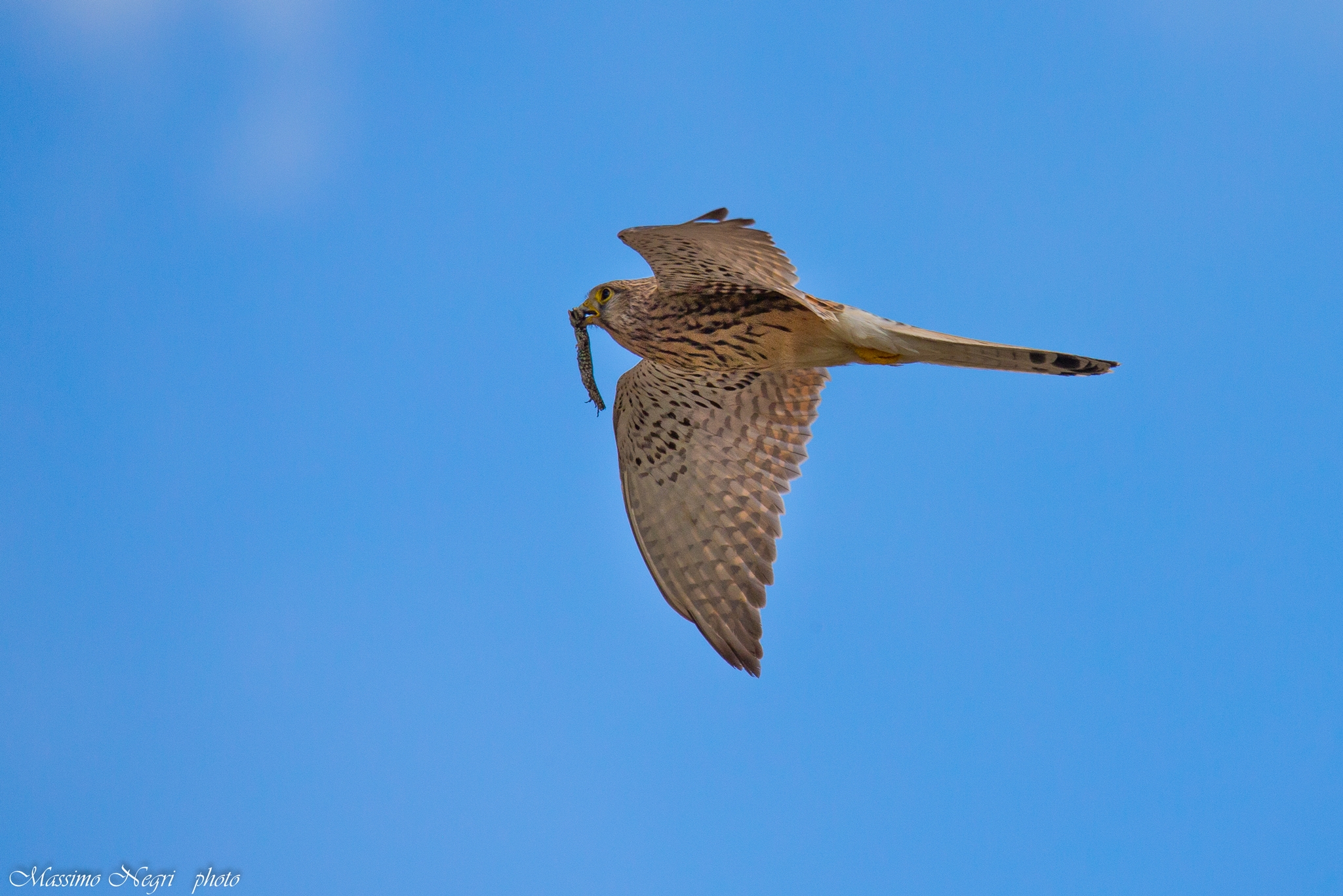 gheppio con preda