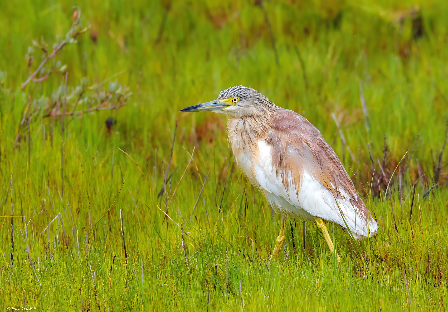 Sotto la pioggia (Sgarza Ciuffetto)