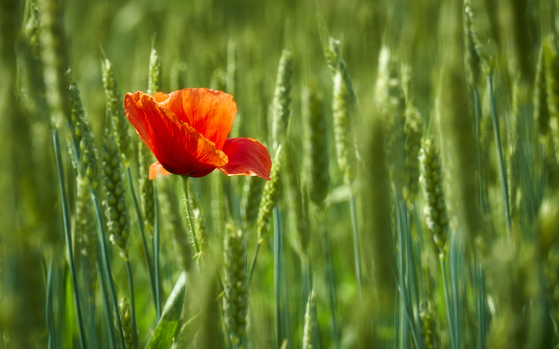 Papavero tra il grano, nonostante gli erbicidi