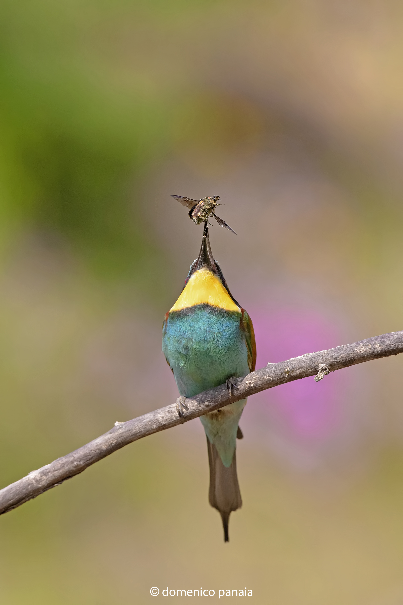 il giocoliere
