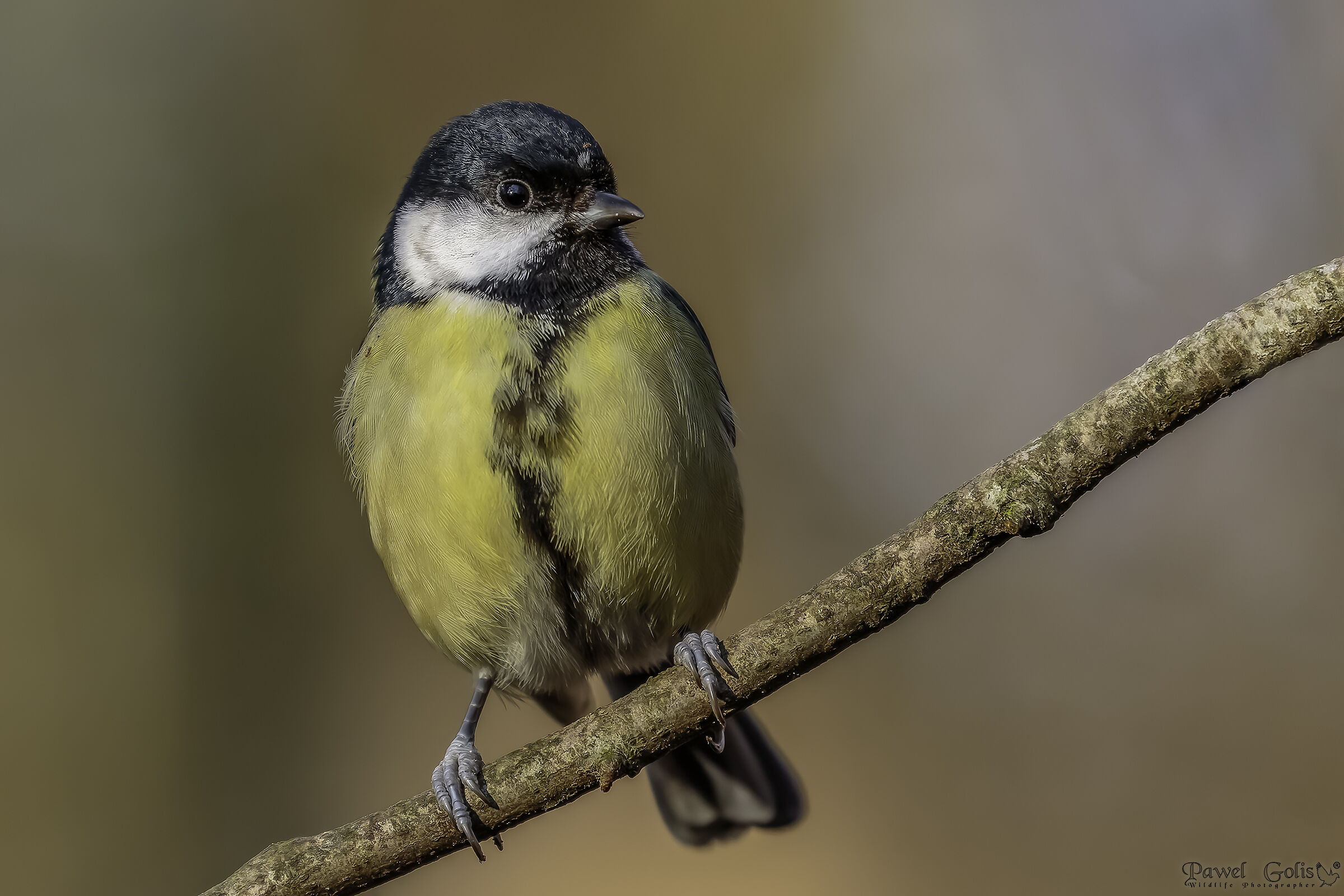 La grande tetta (Parus major)