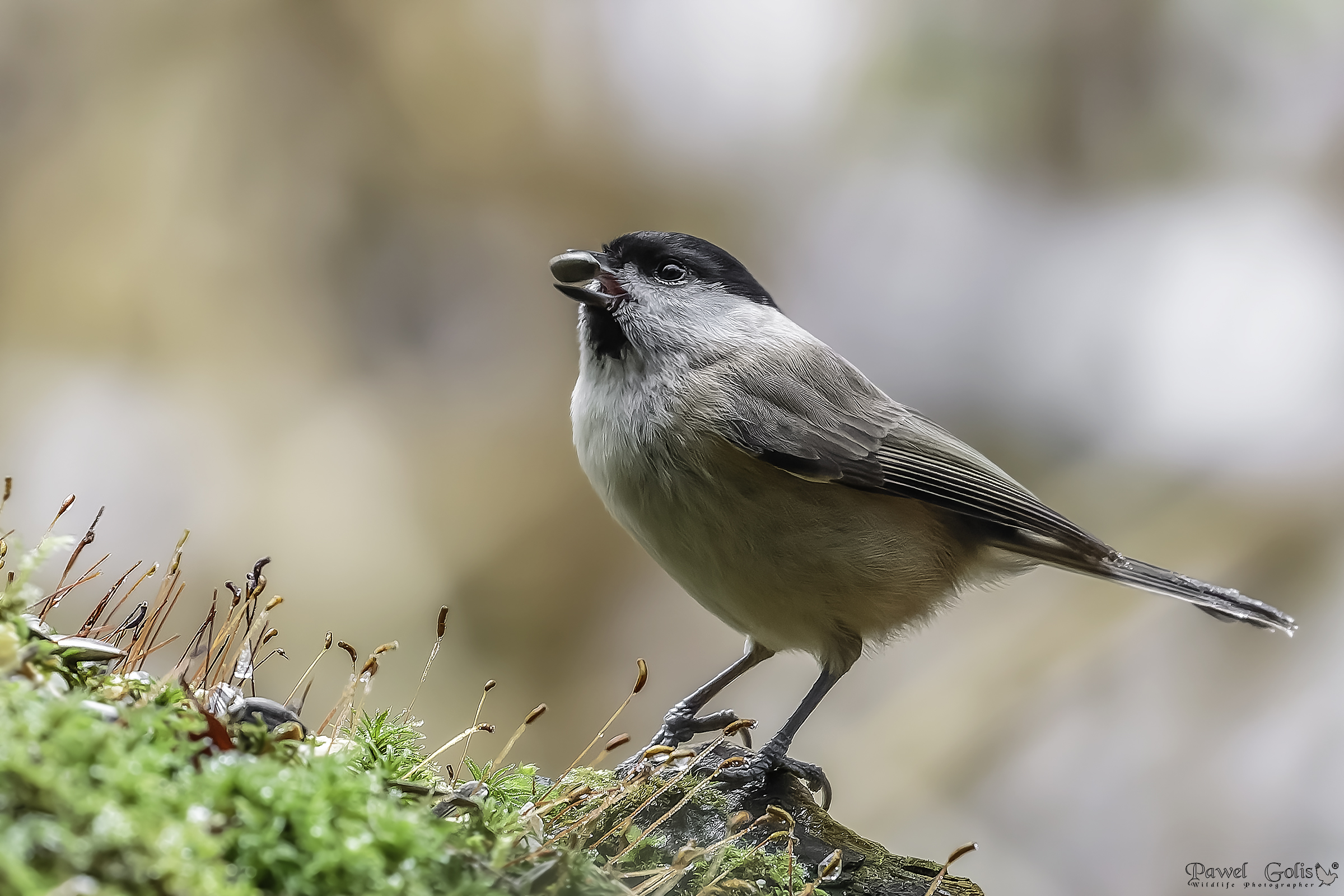 Tetta di palude (Parus palustris)