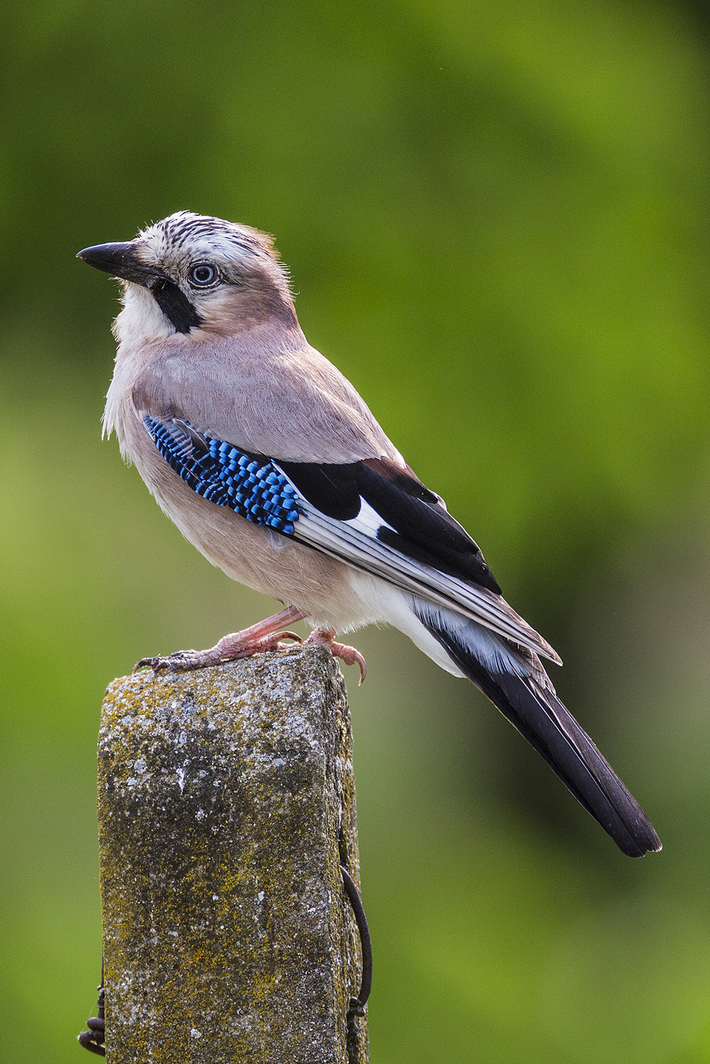 jay