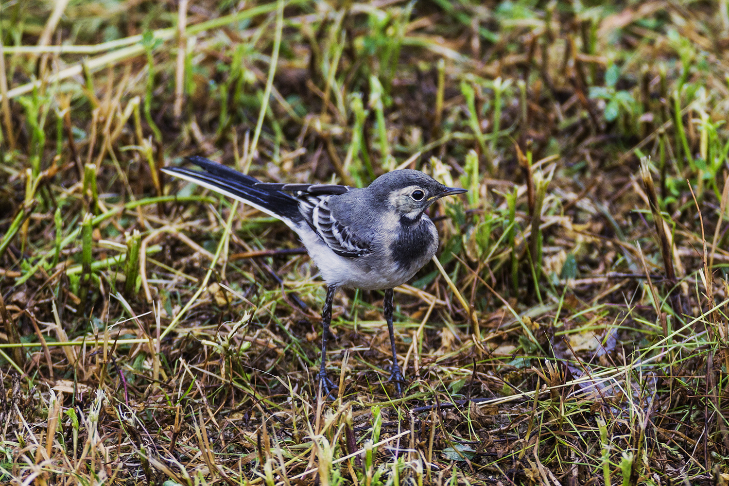 white wagtail