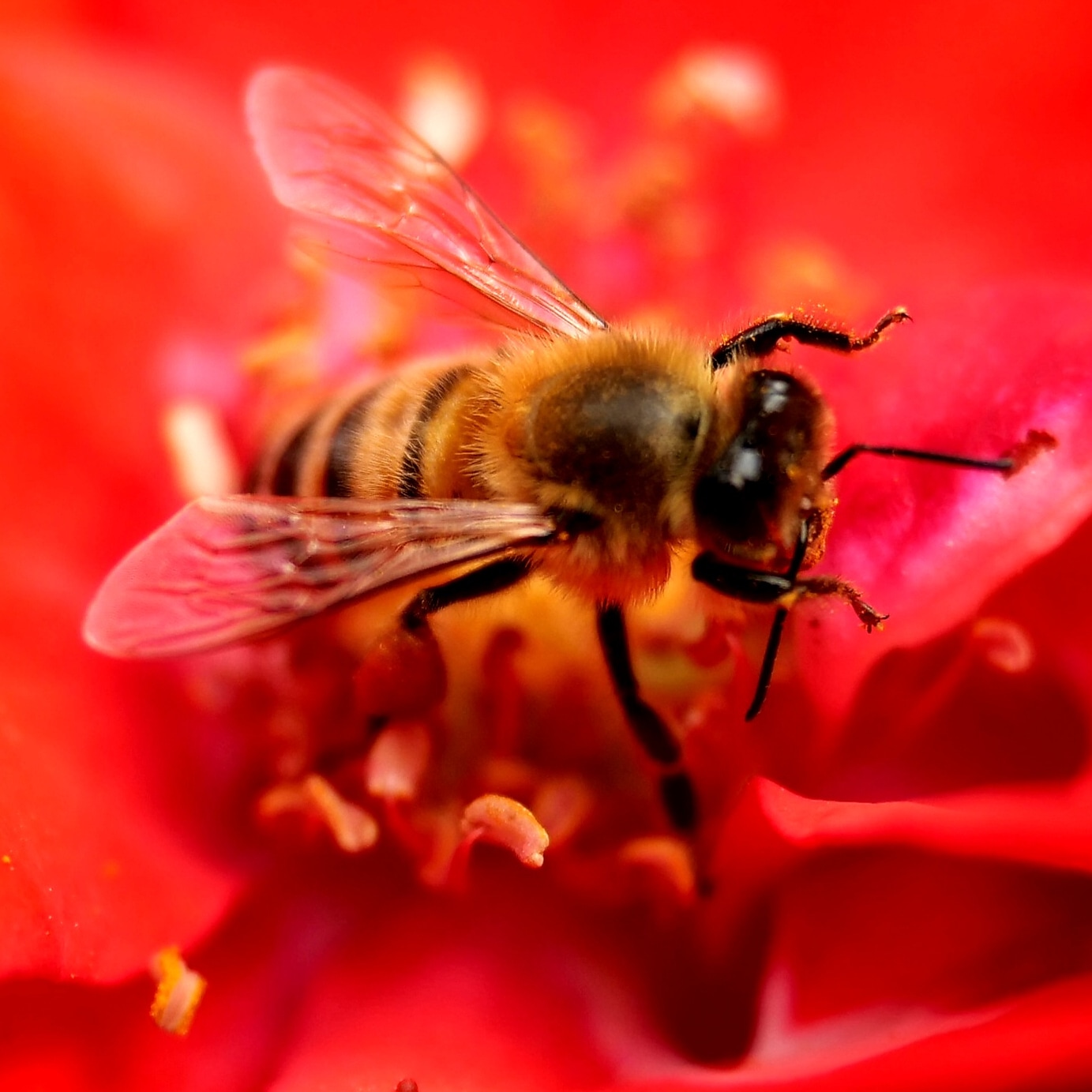 Bee