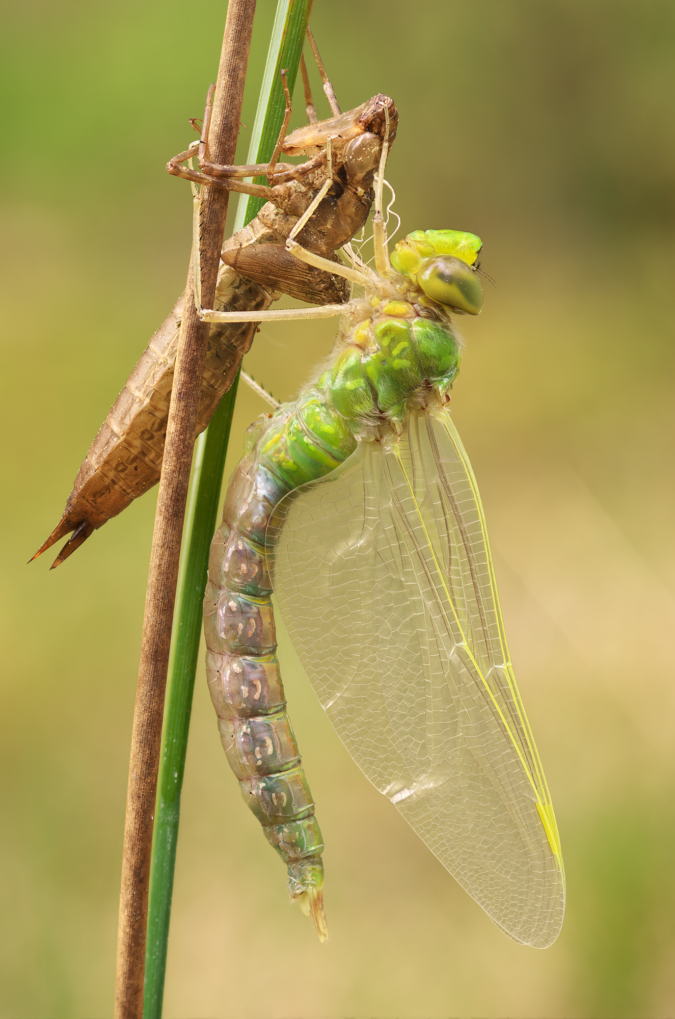 Anax Imperator