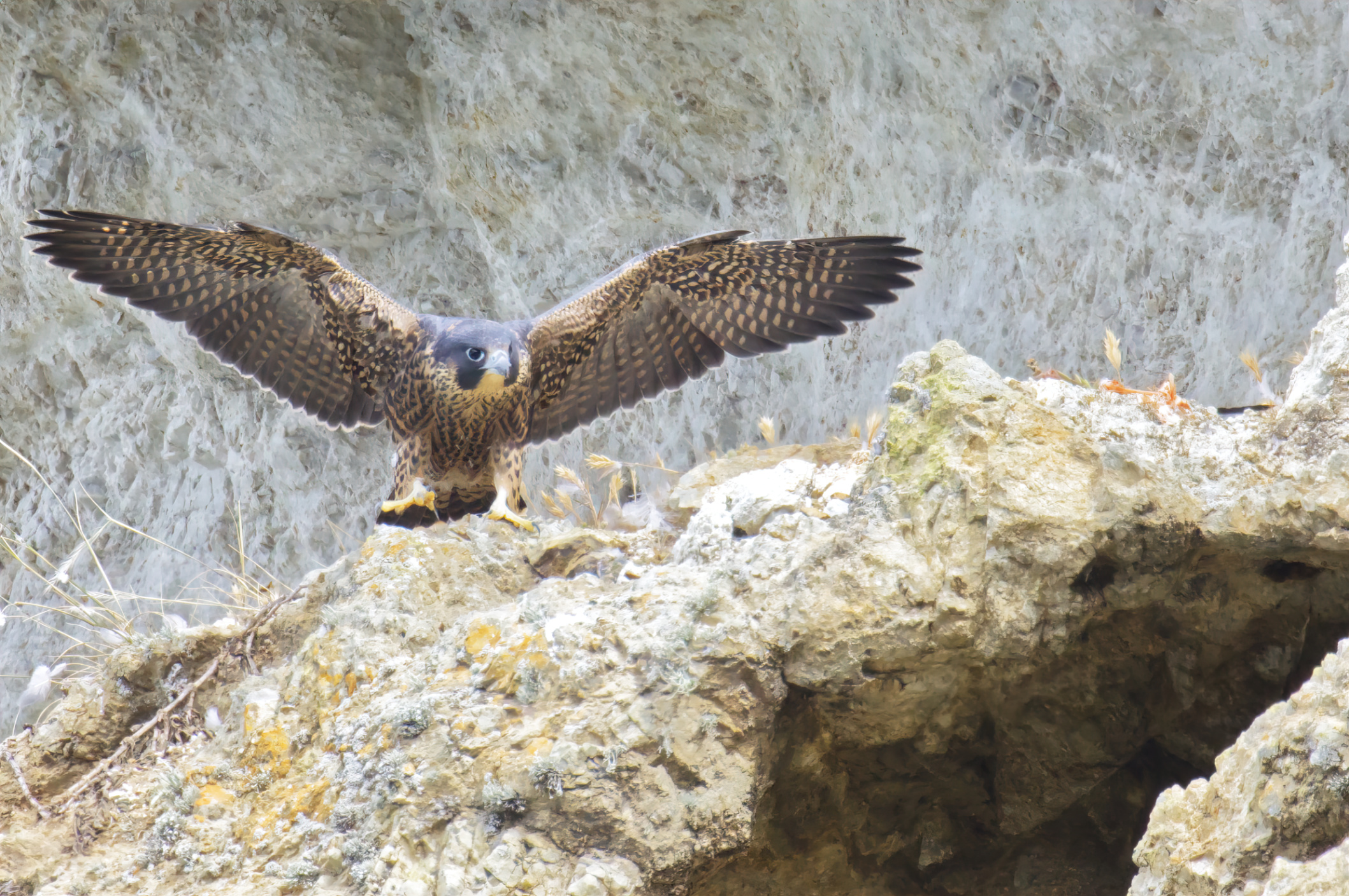 Diventare abbastanza coraggioso da volare (pulcino falco pel...