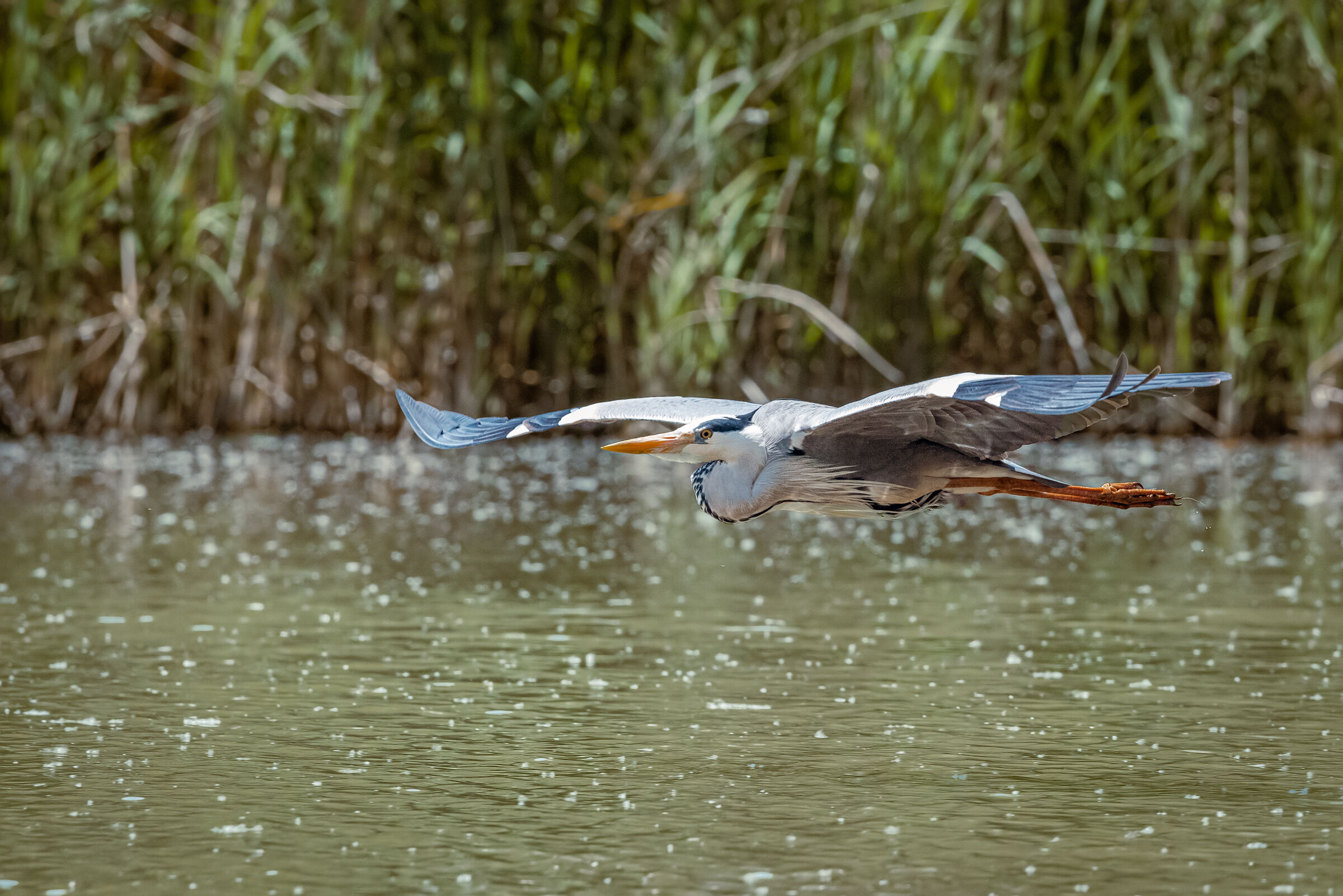 Il passaggio del cenerino