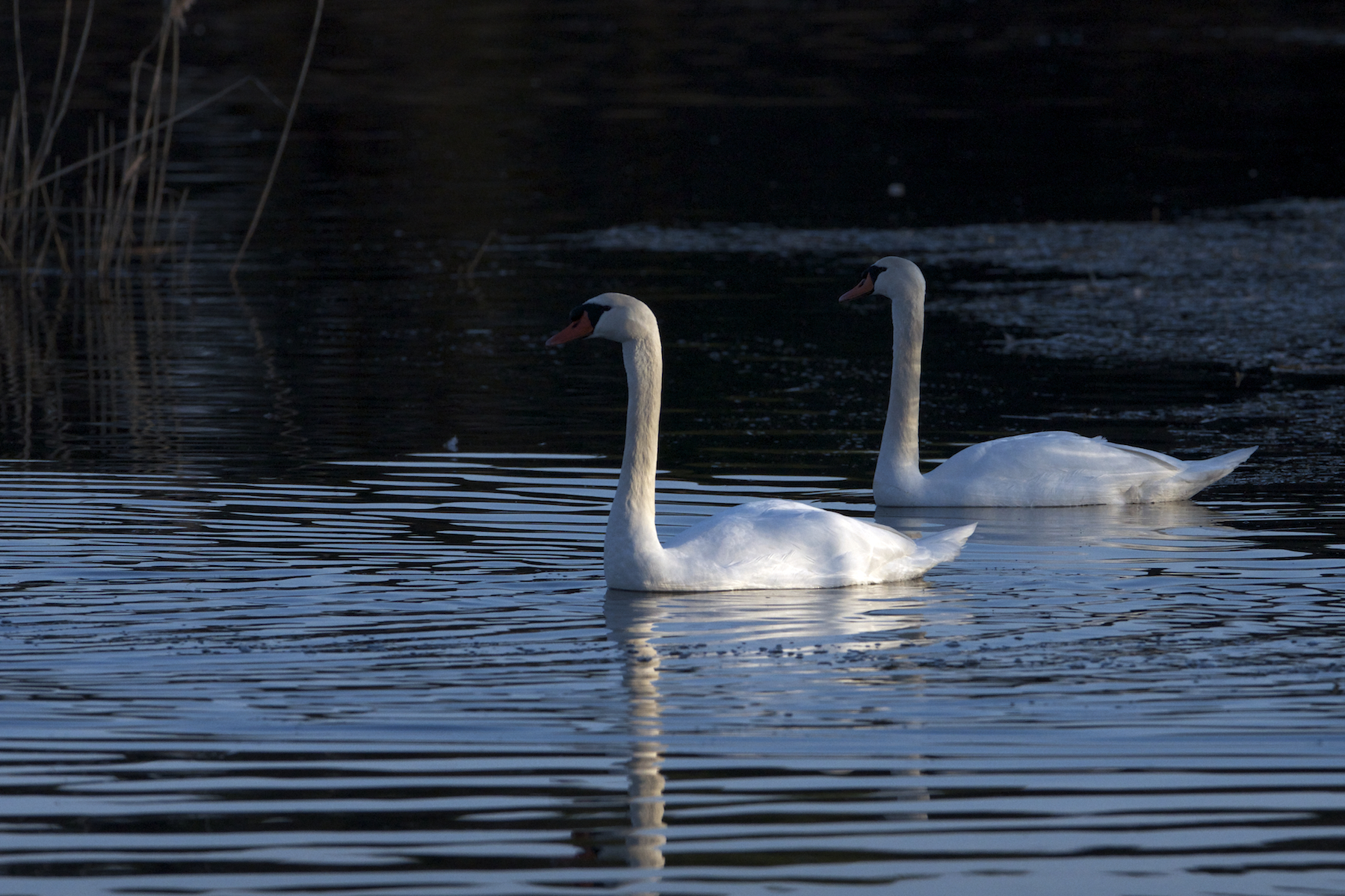 In the blue of evening