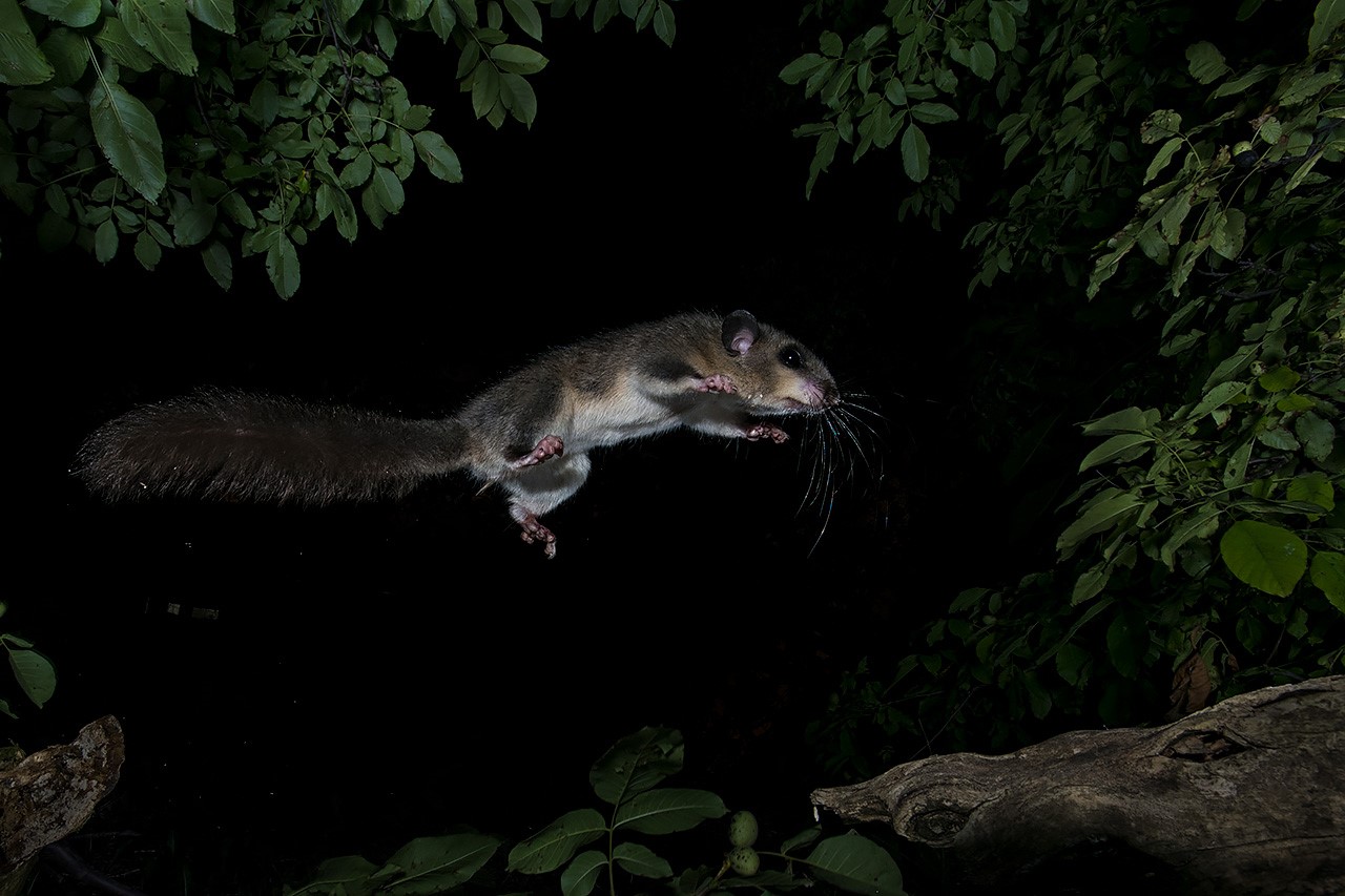 The Dormouse's Jump