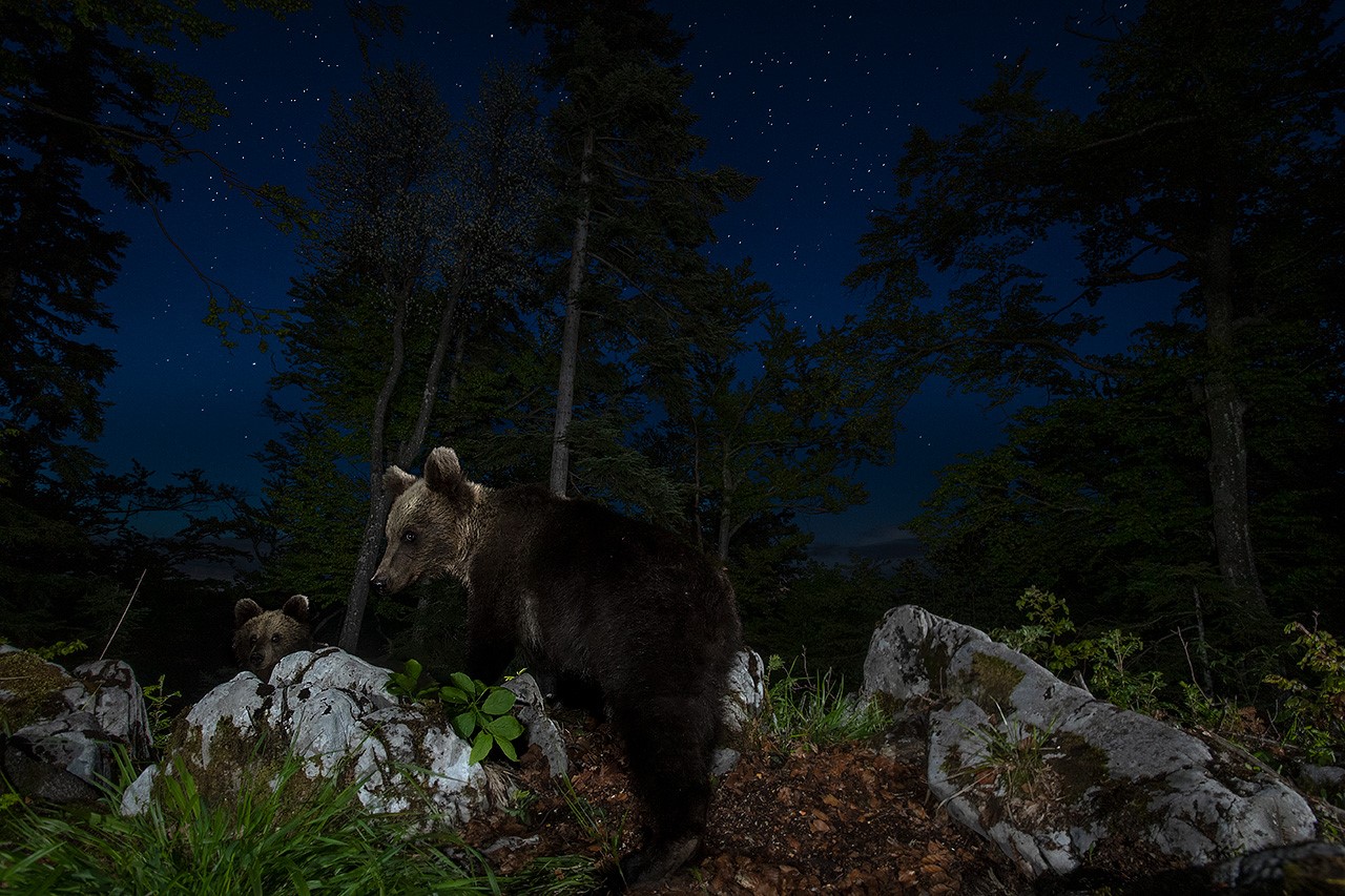 Slovenian brown bear