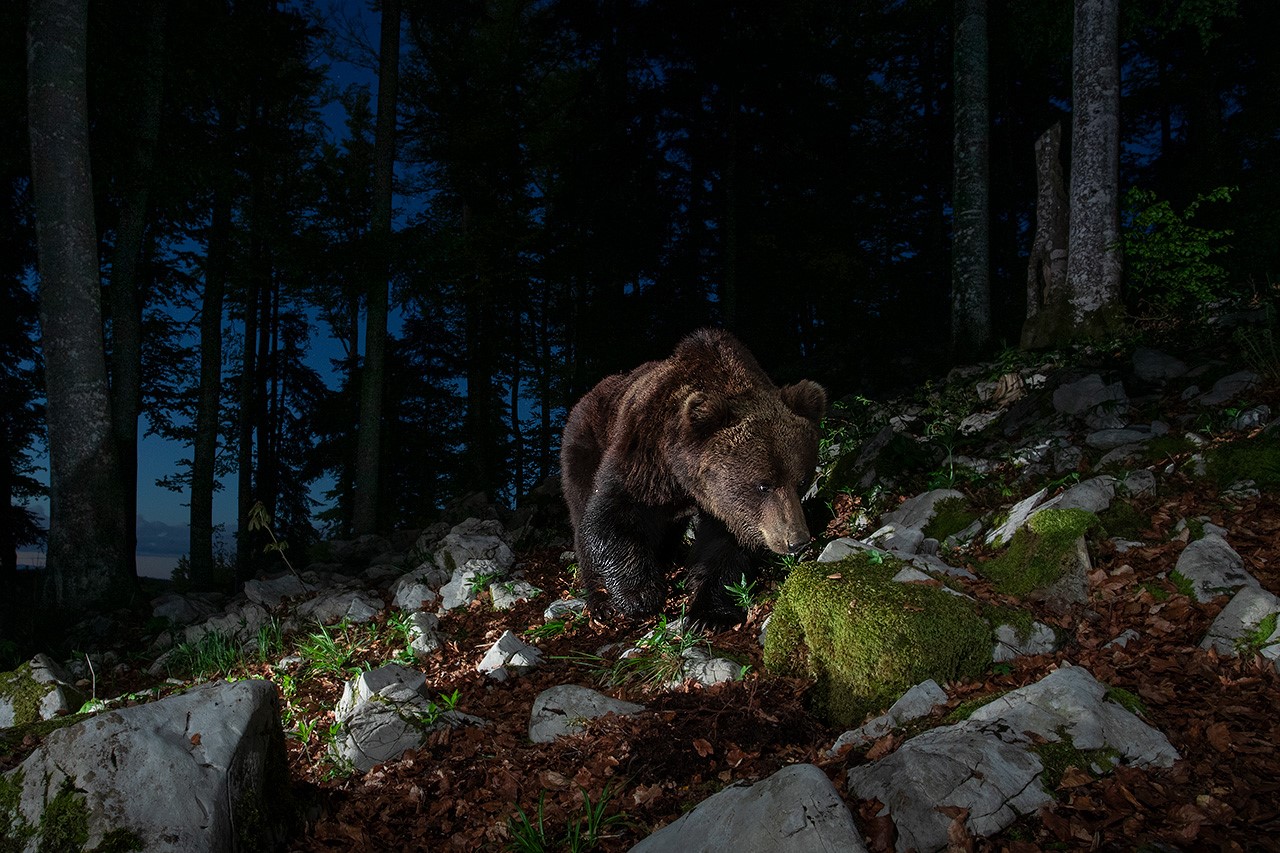 Slovenian brown bear