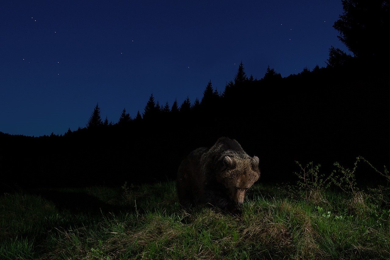 Slovenian brown bear
