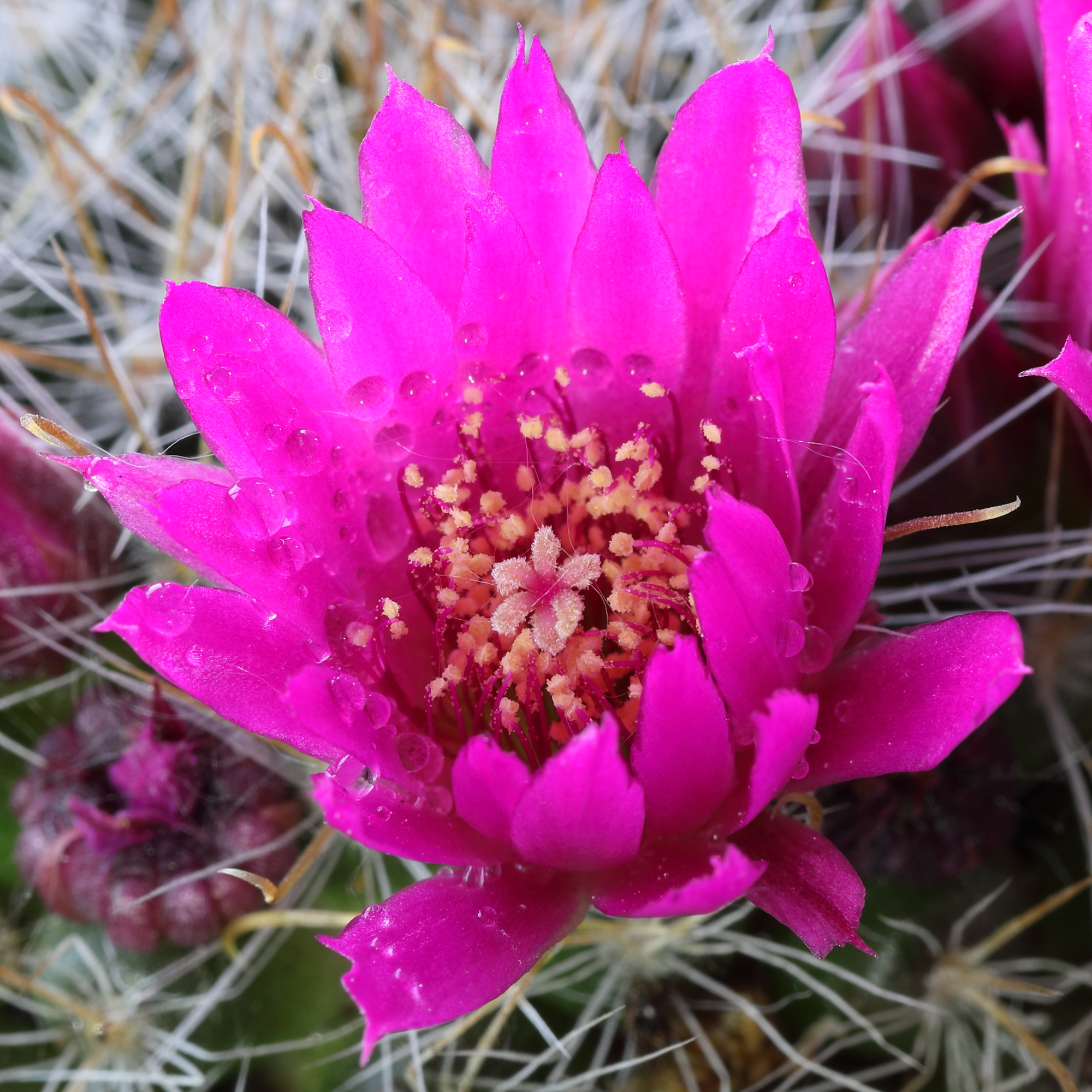 Mammillaria Flower