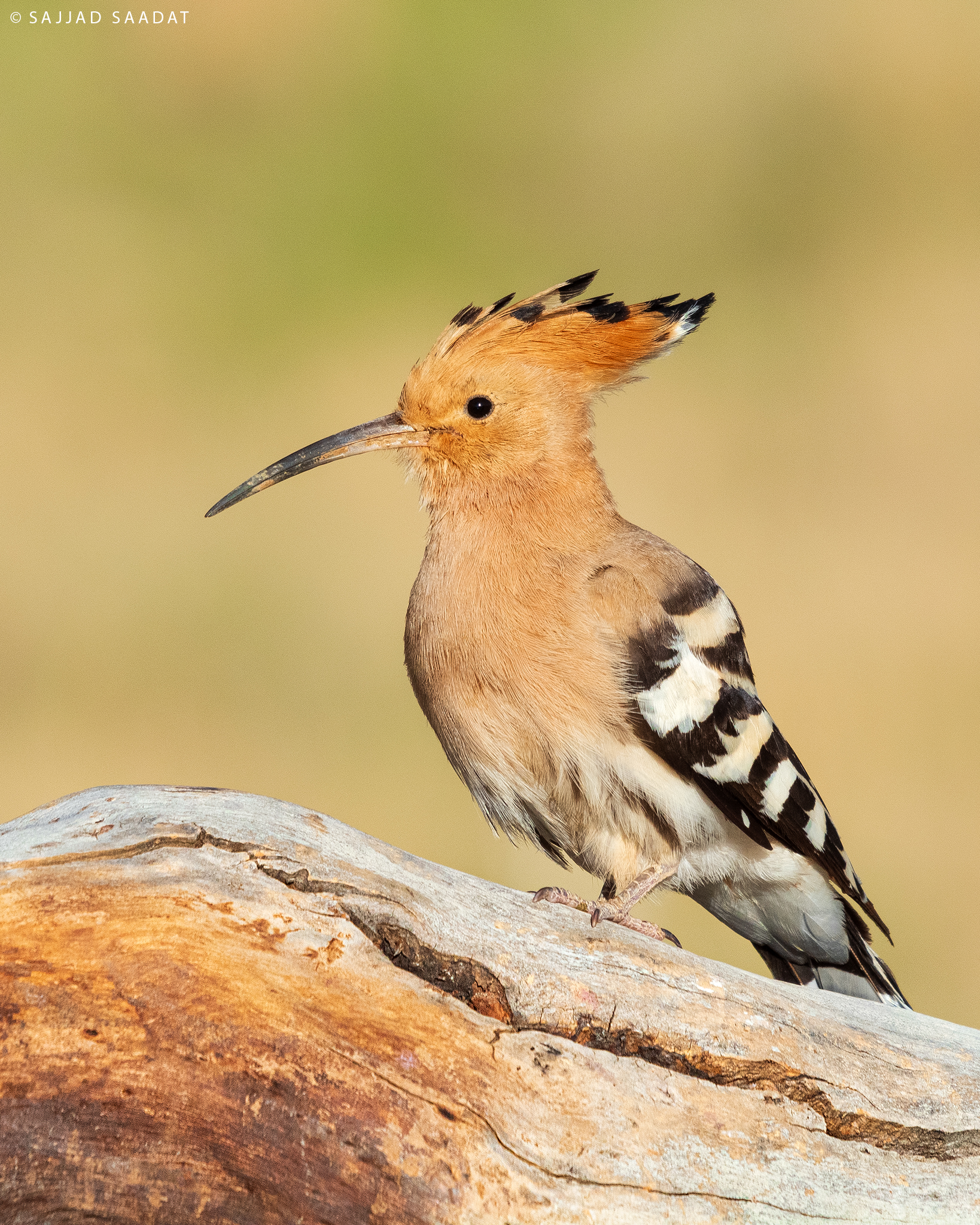Hoopoe