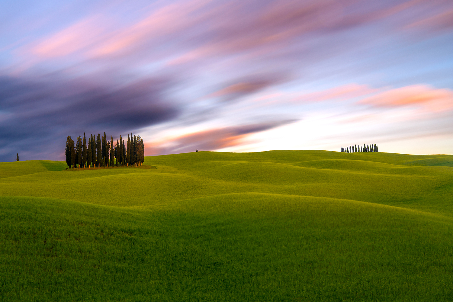 The Cypress Trees of San Quirico