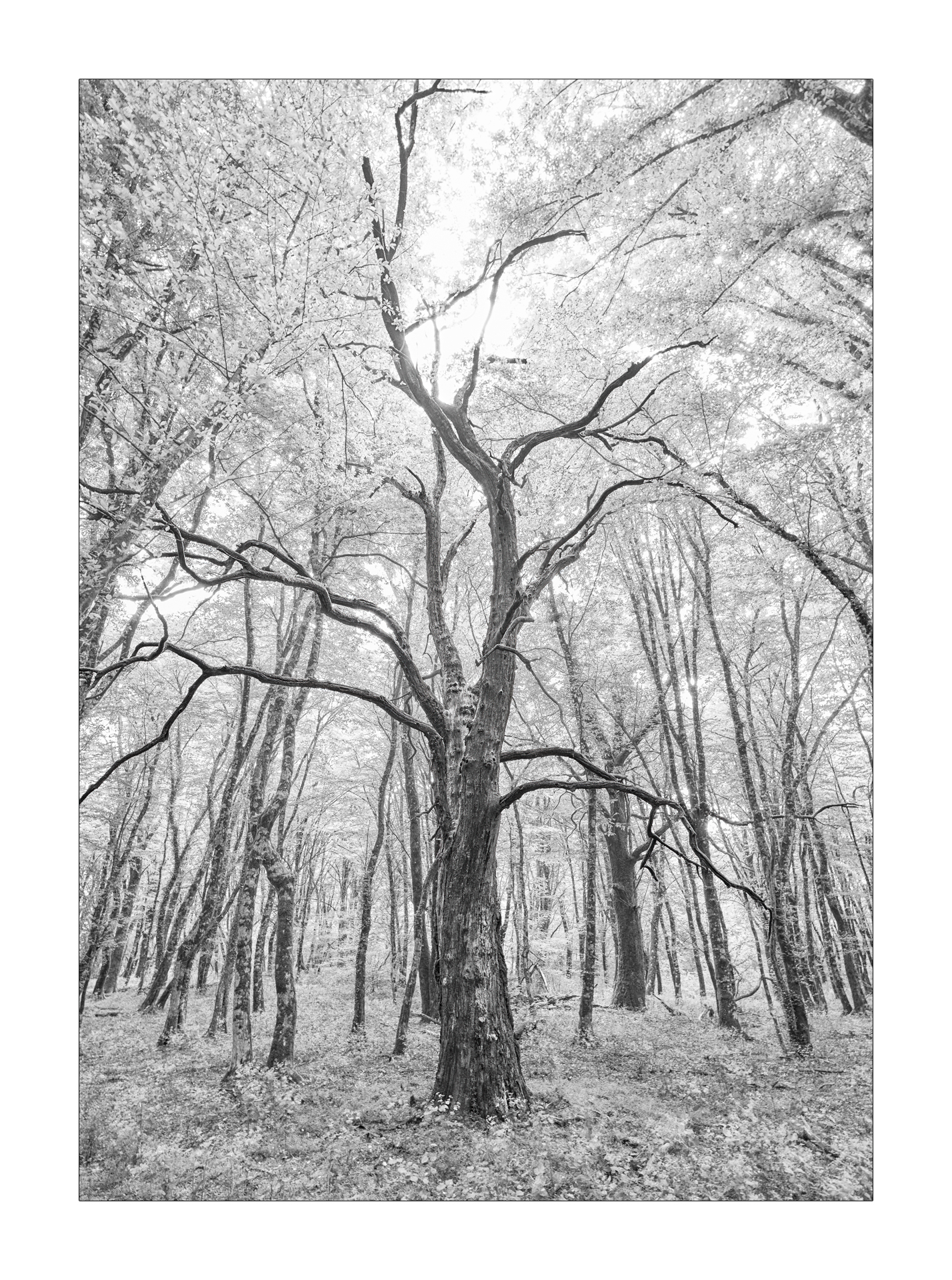 Quando finisce la vita di un albero ?