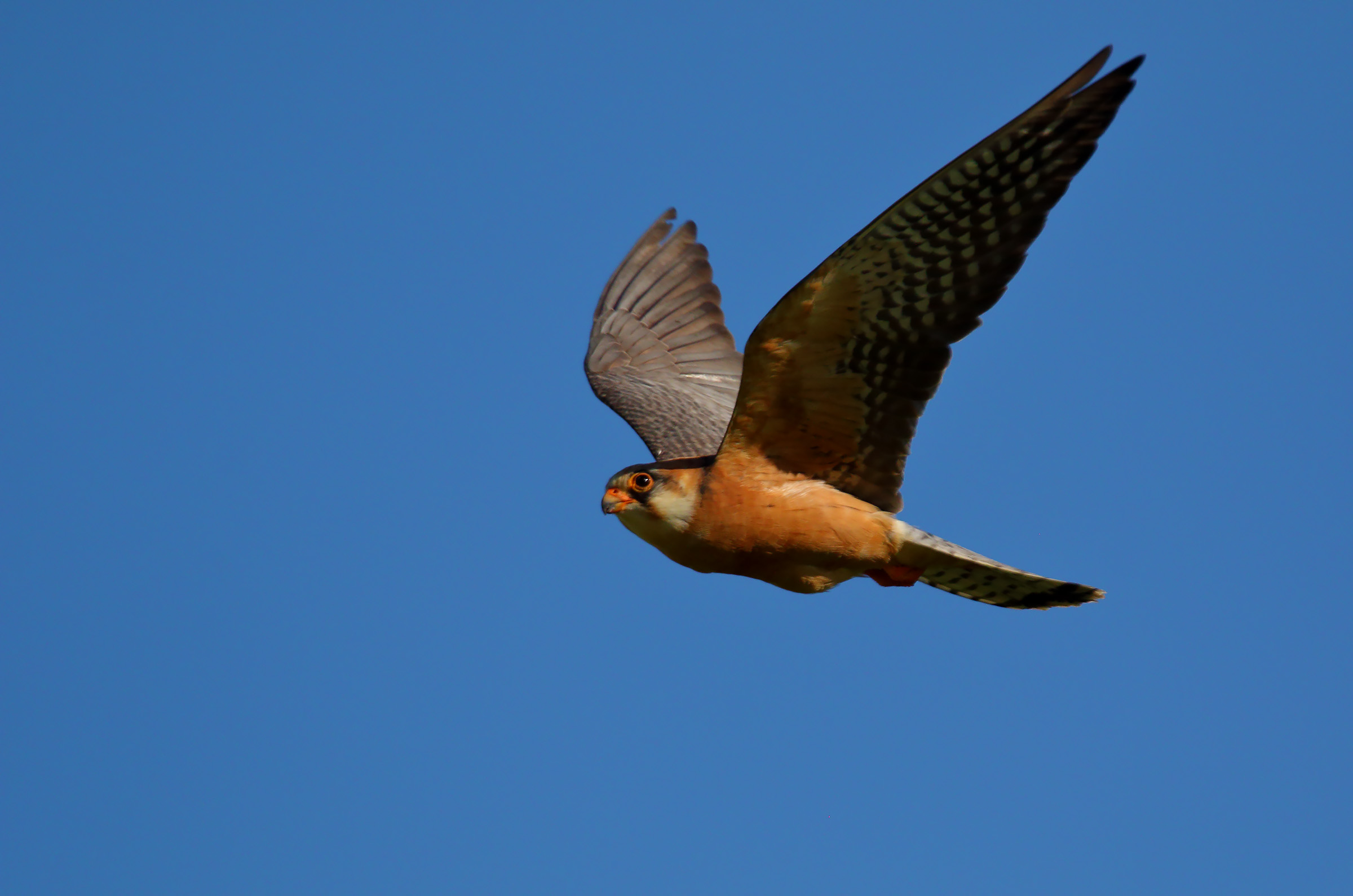 il volo della femmina