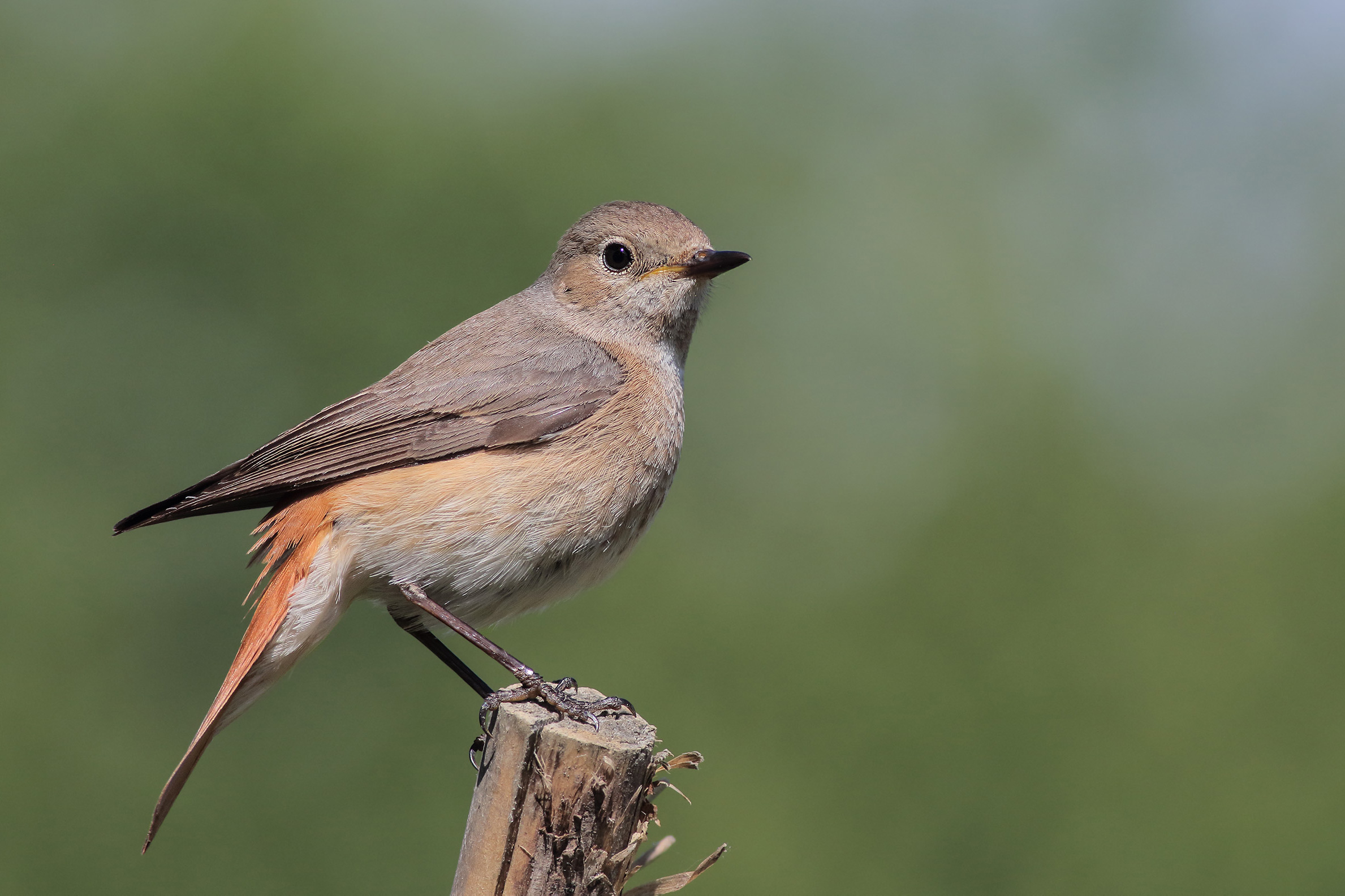 Codirosso comune femmina (phoenicurus phoenicurus)