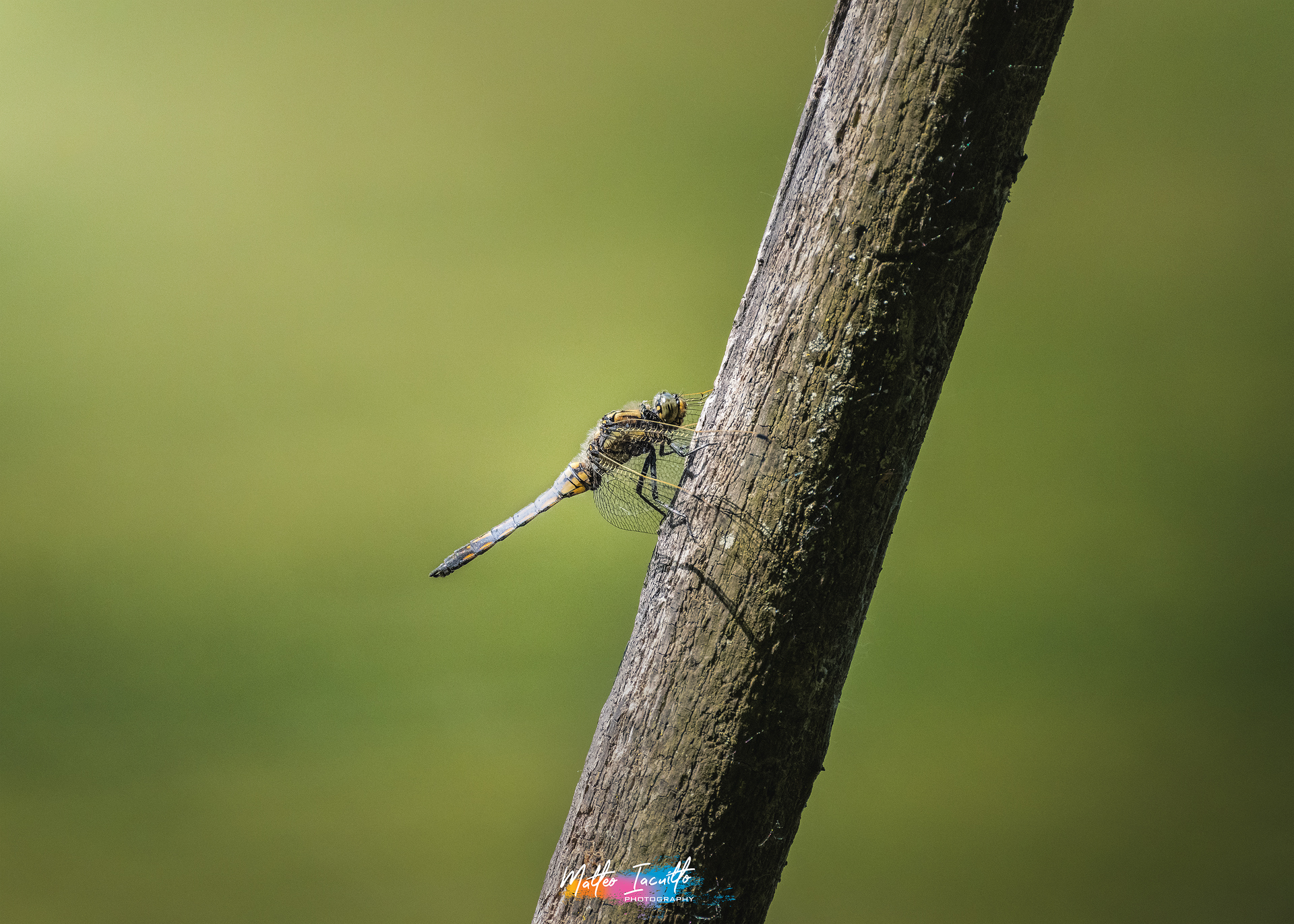 Libellula