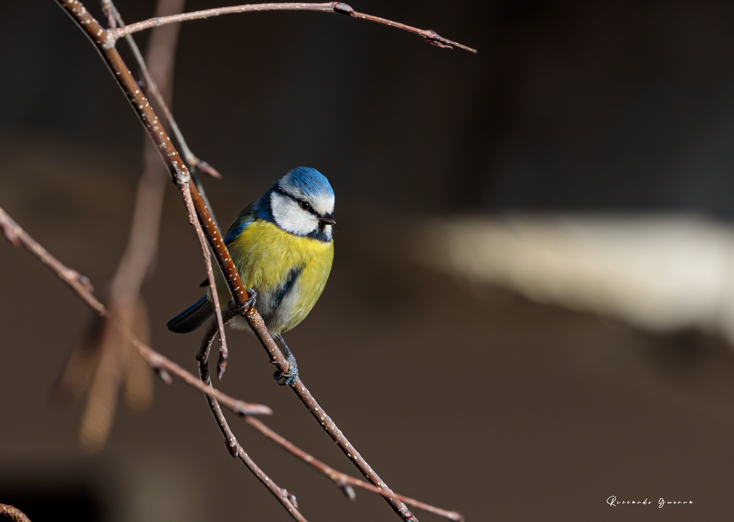 Cyanistes caeruleus