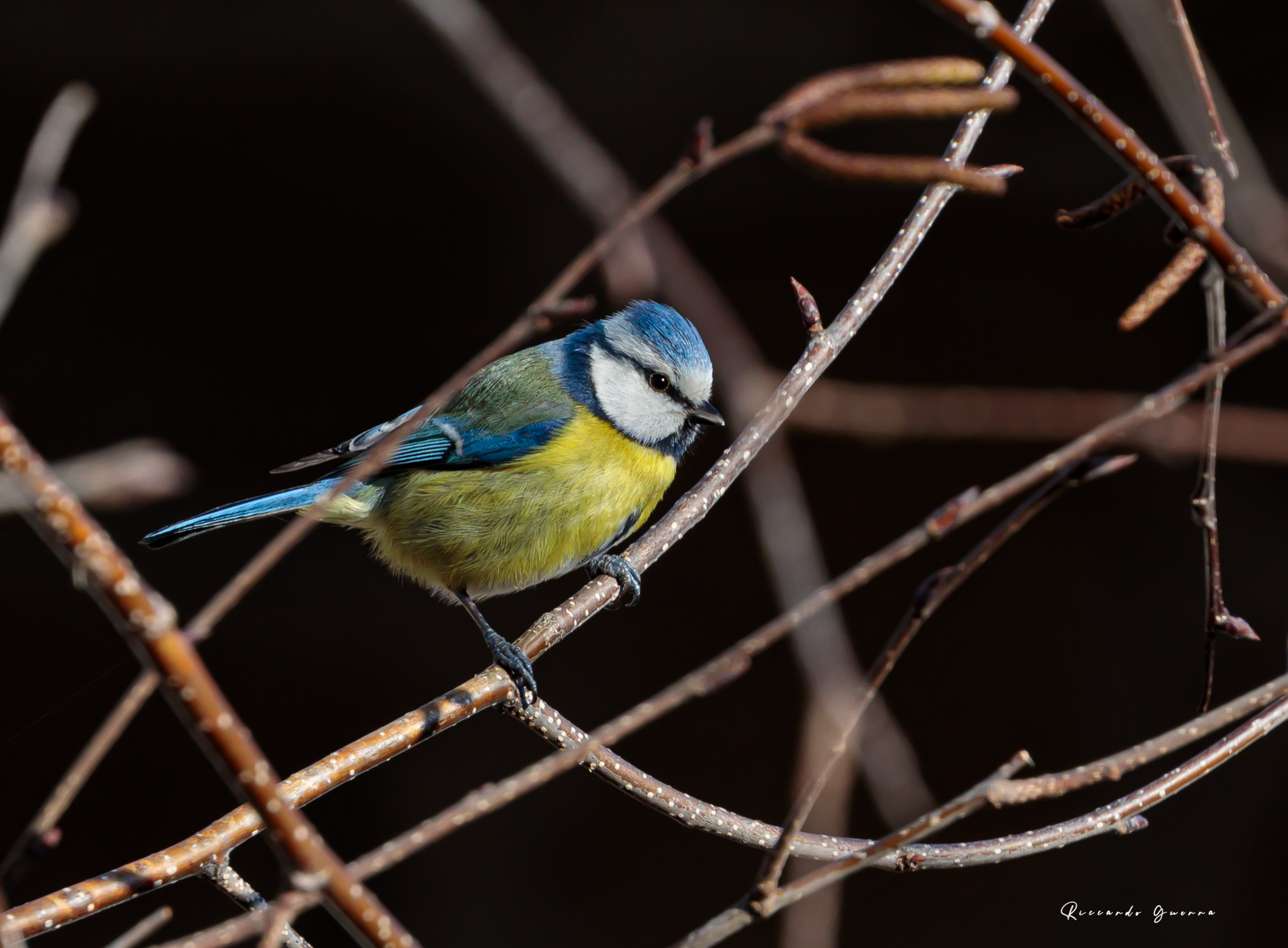 Cyanistes caeruleus