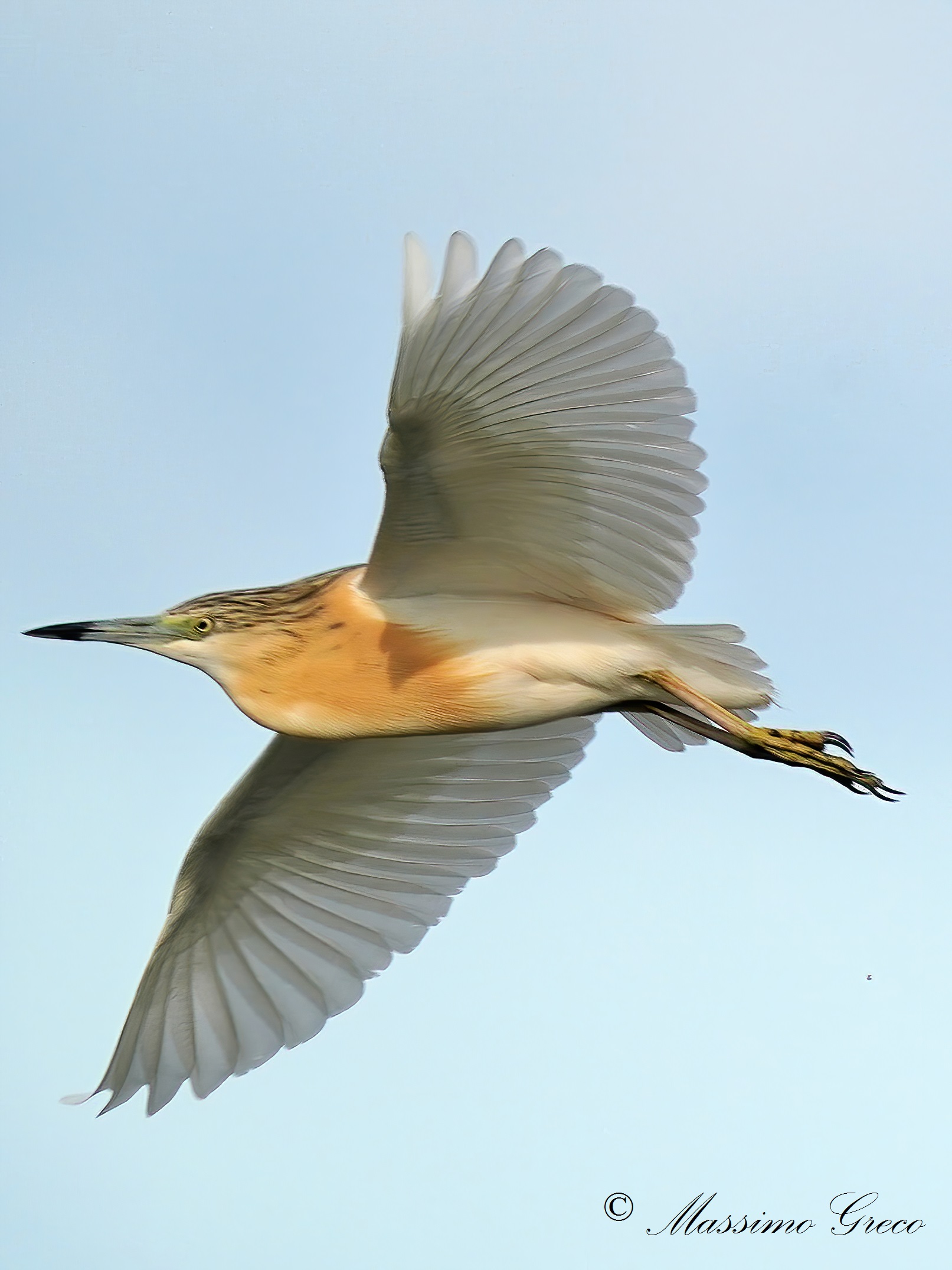 Sgarza ciuffetto (Ardeola ralloides)