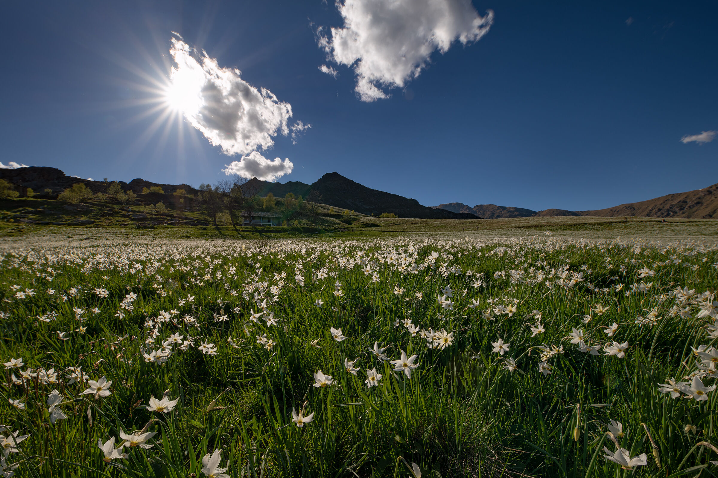 Fioritura di narcisi 2021