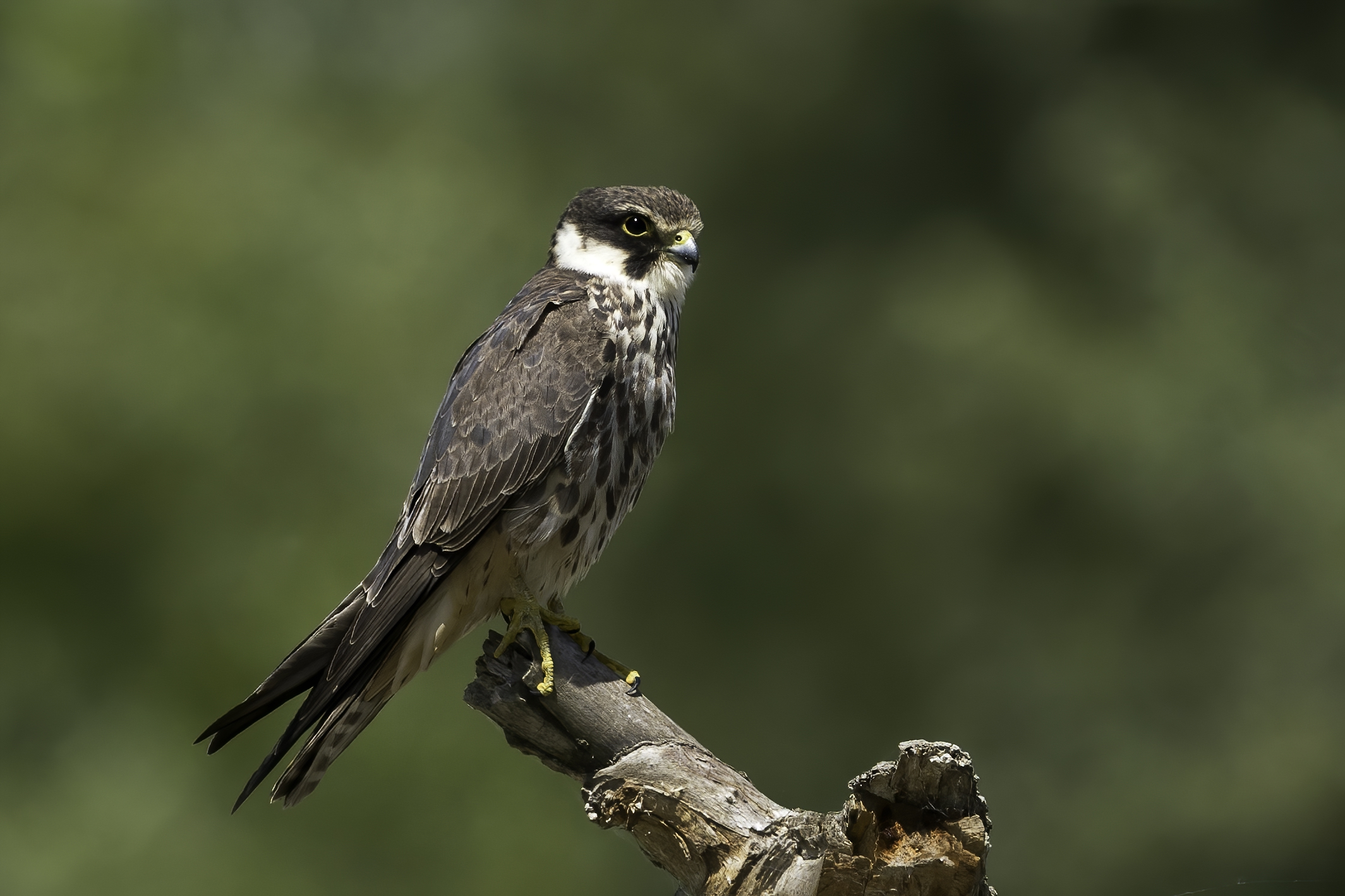 Eurasian hobby