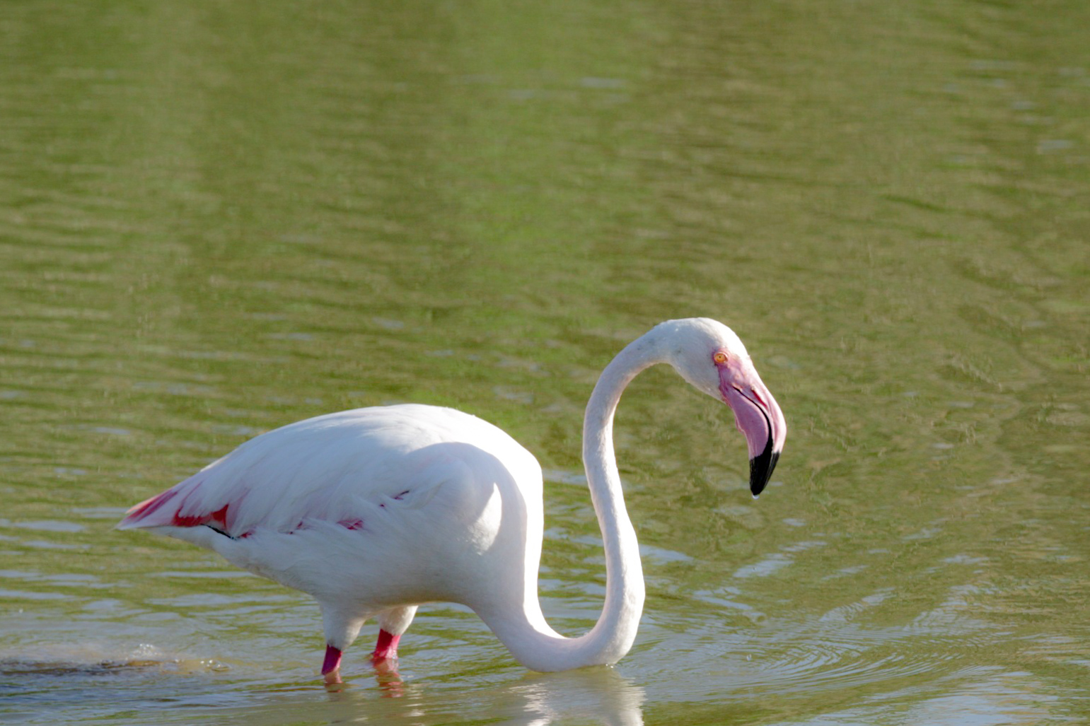 flamingo