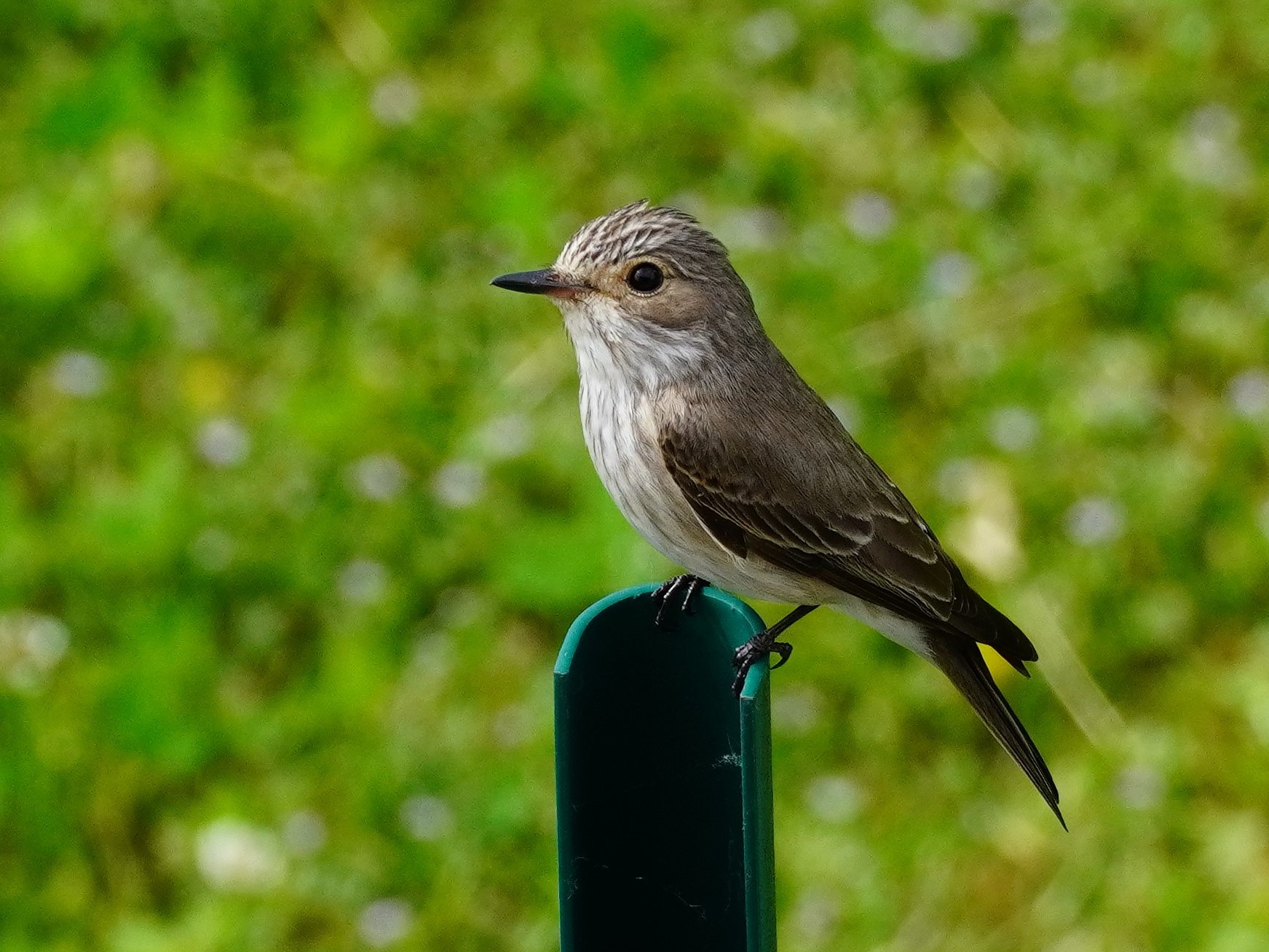 shots at the public park