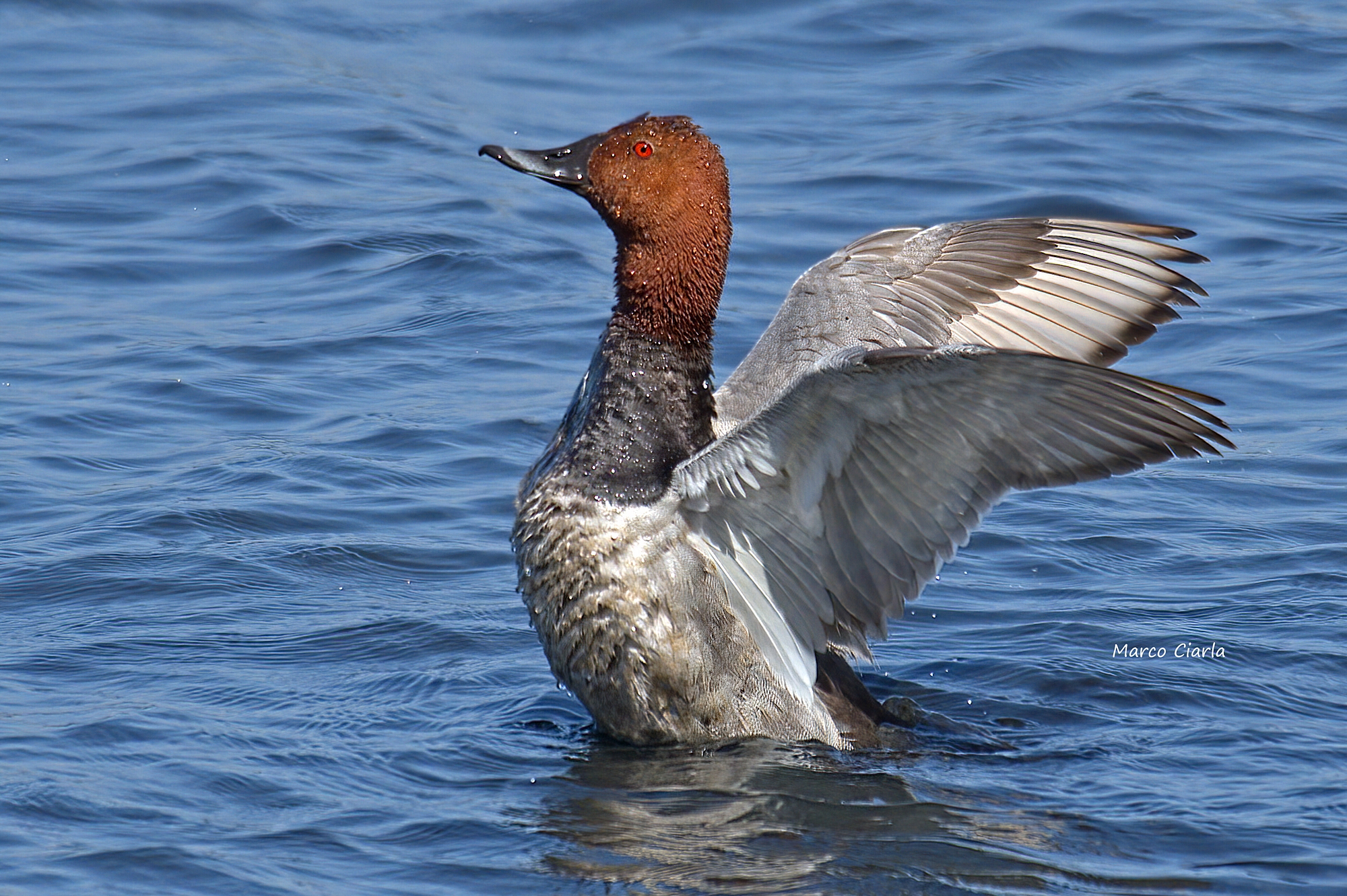 Moriglione (Aythya ferina)