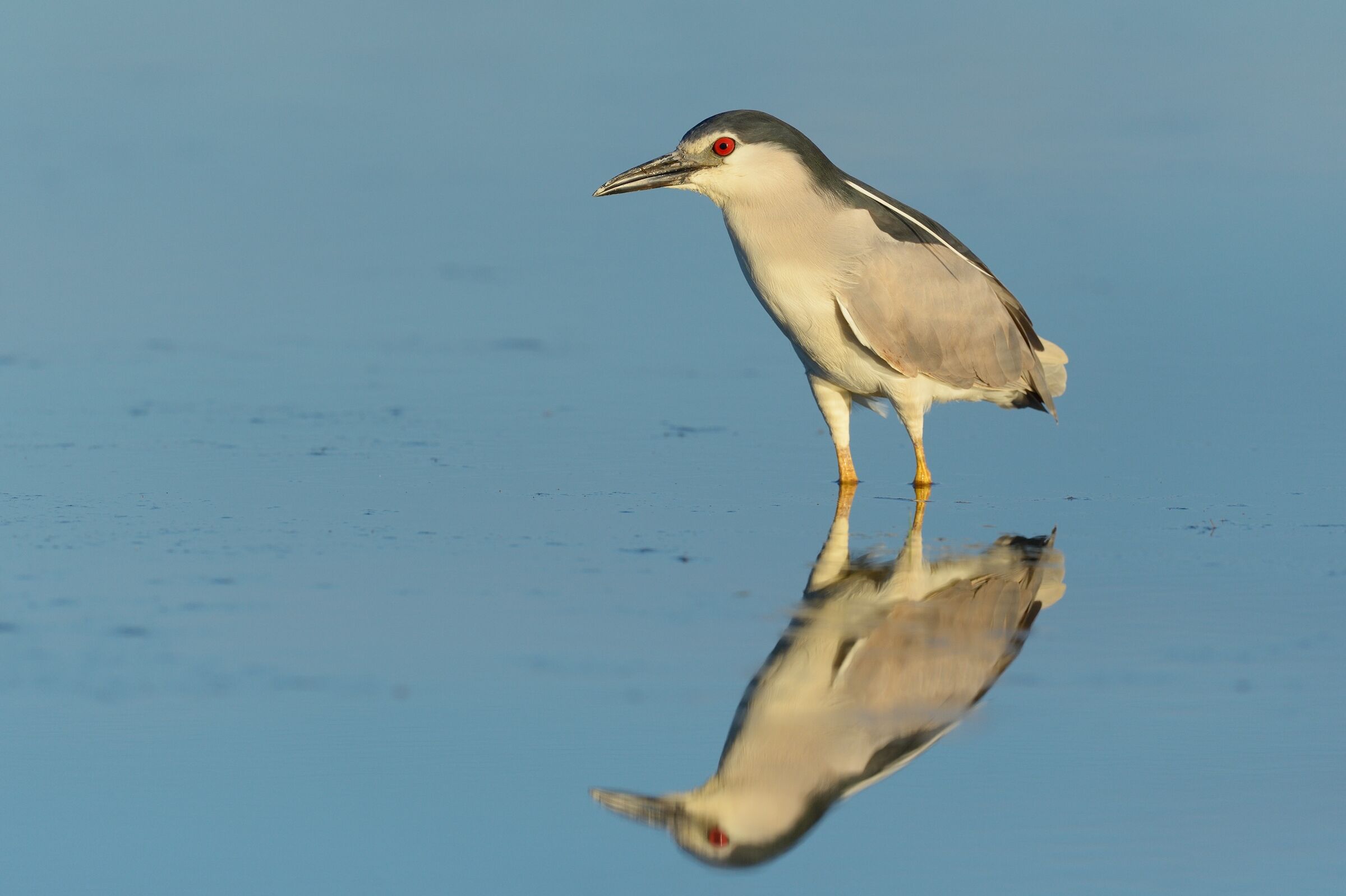 Nitticora (Nycticorax nycticorax)