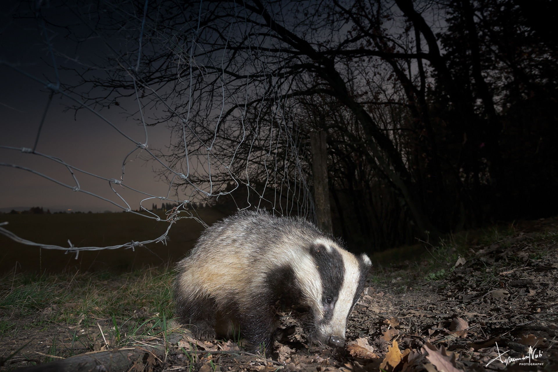 Badger (Meles meles)