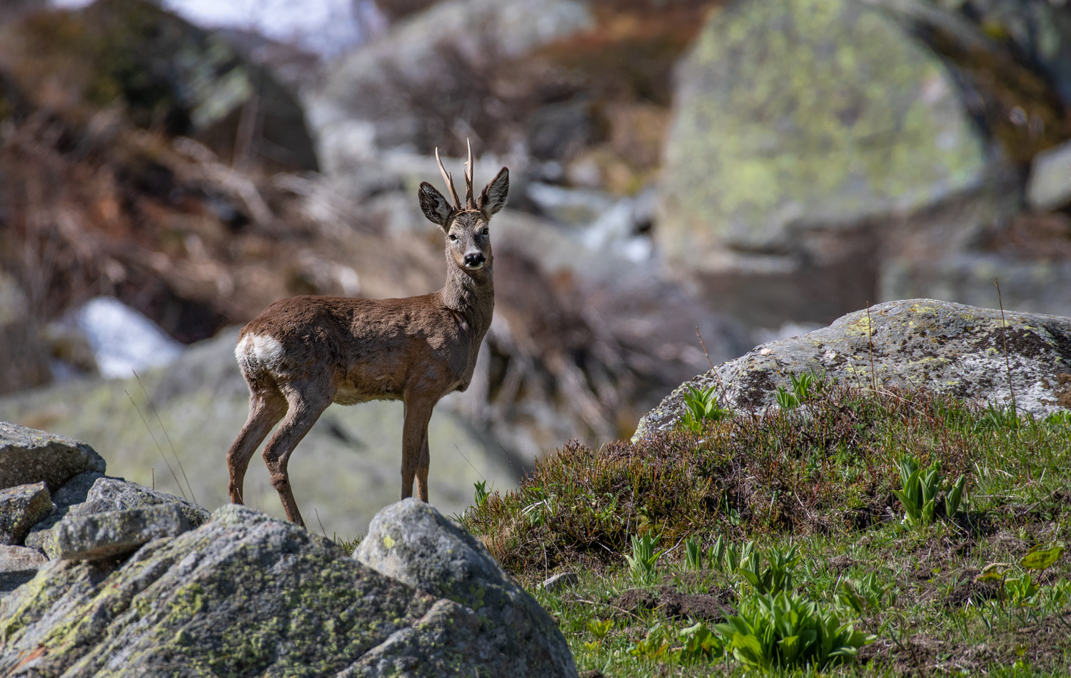 roe deer