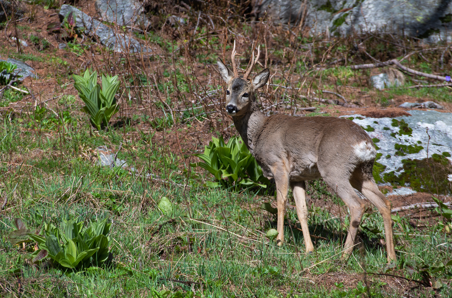 roe deer
