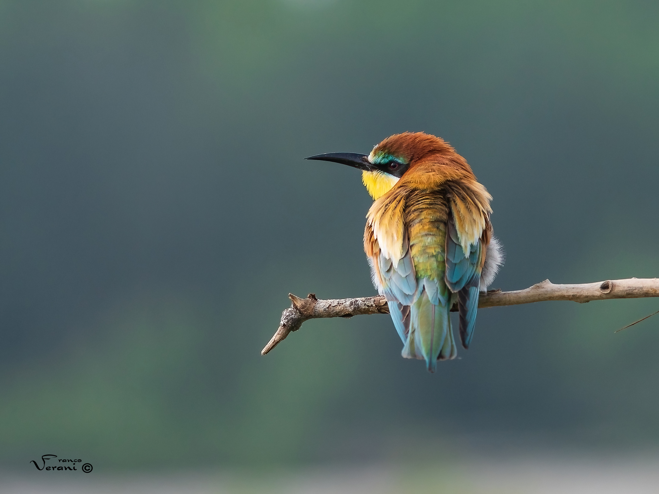 bee-eater